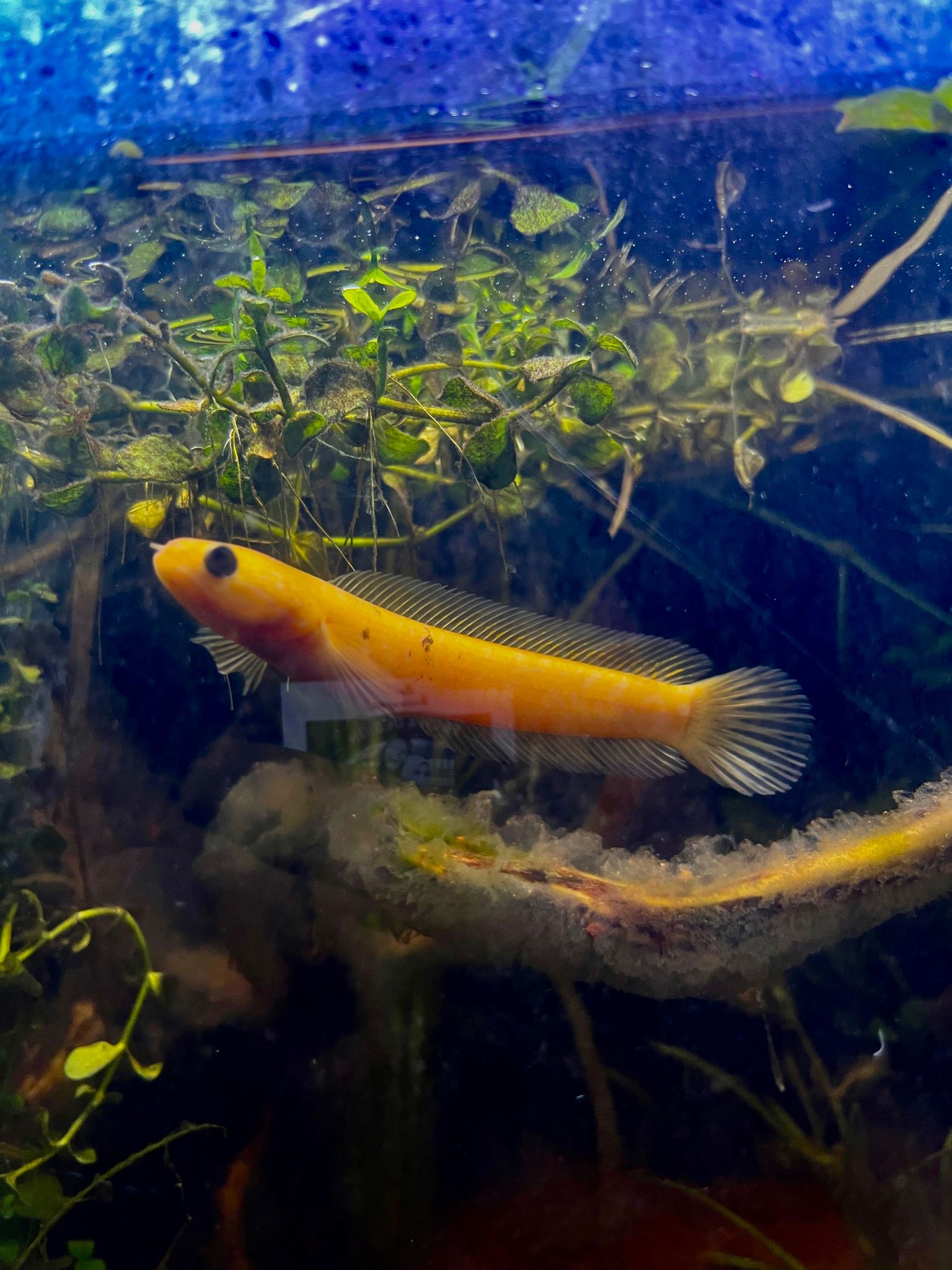 RARE ITEM Channa Asiatica Golden & Calico