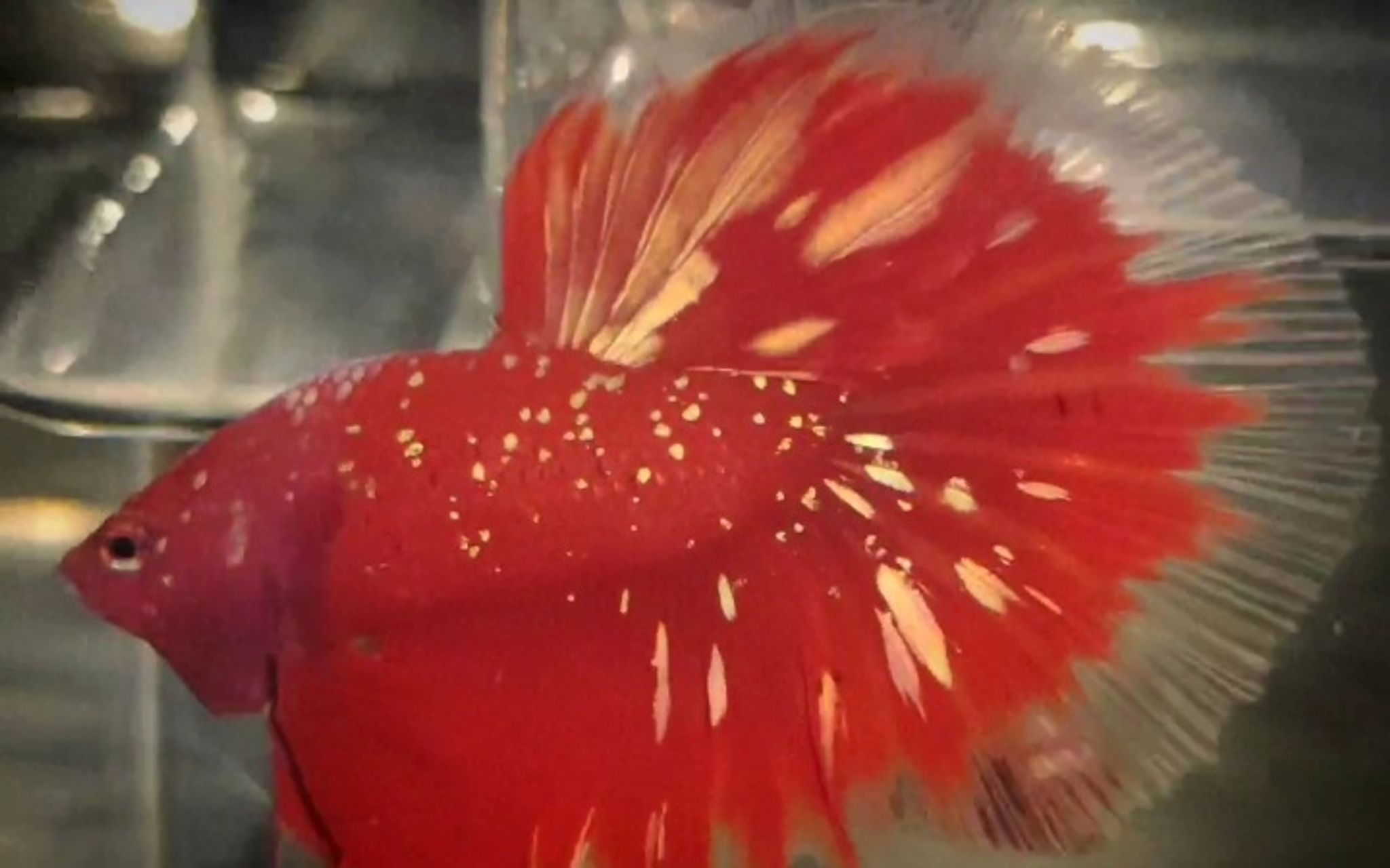 RGG Butterfly