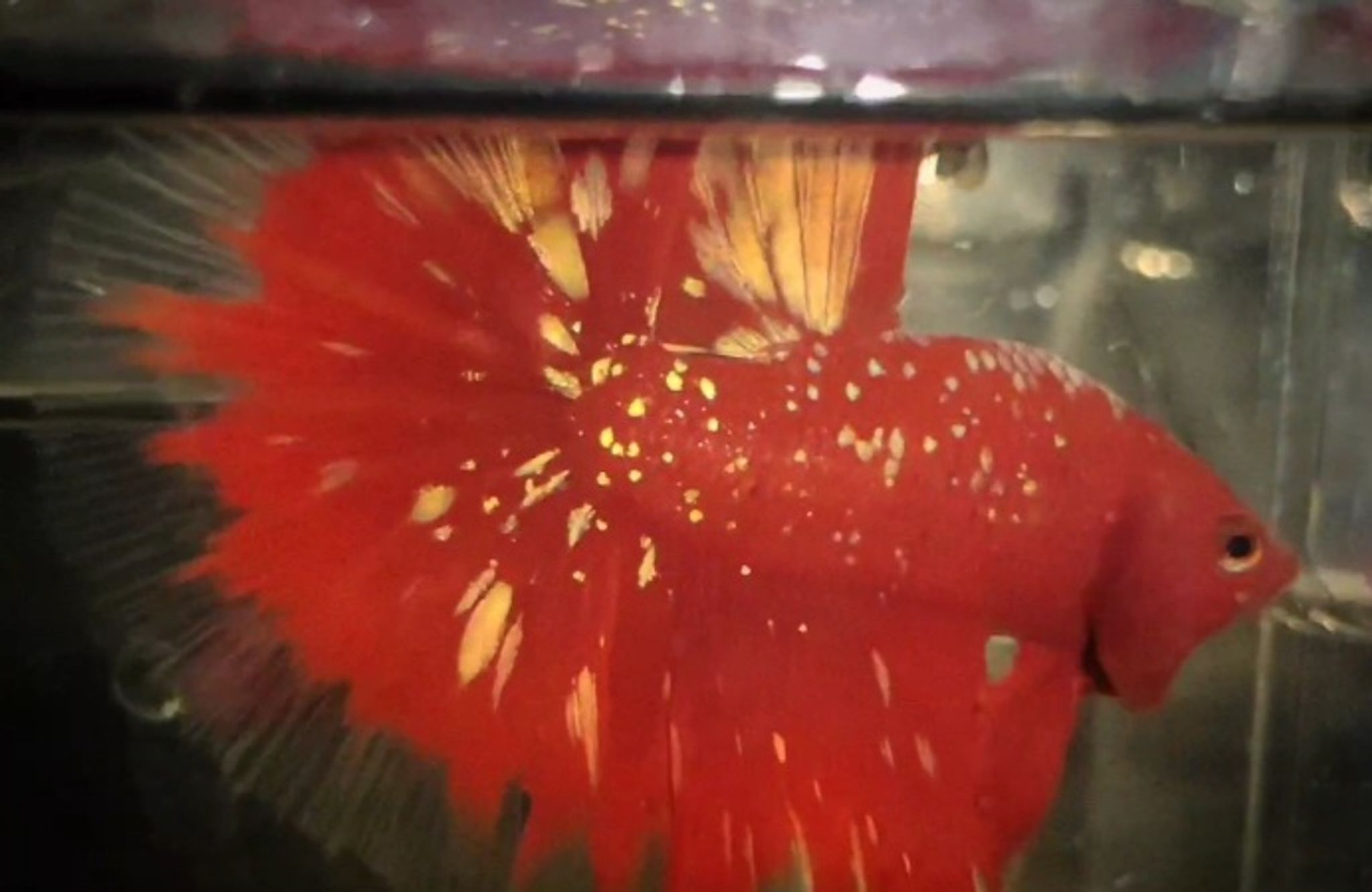 RGG Butterfly
