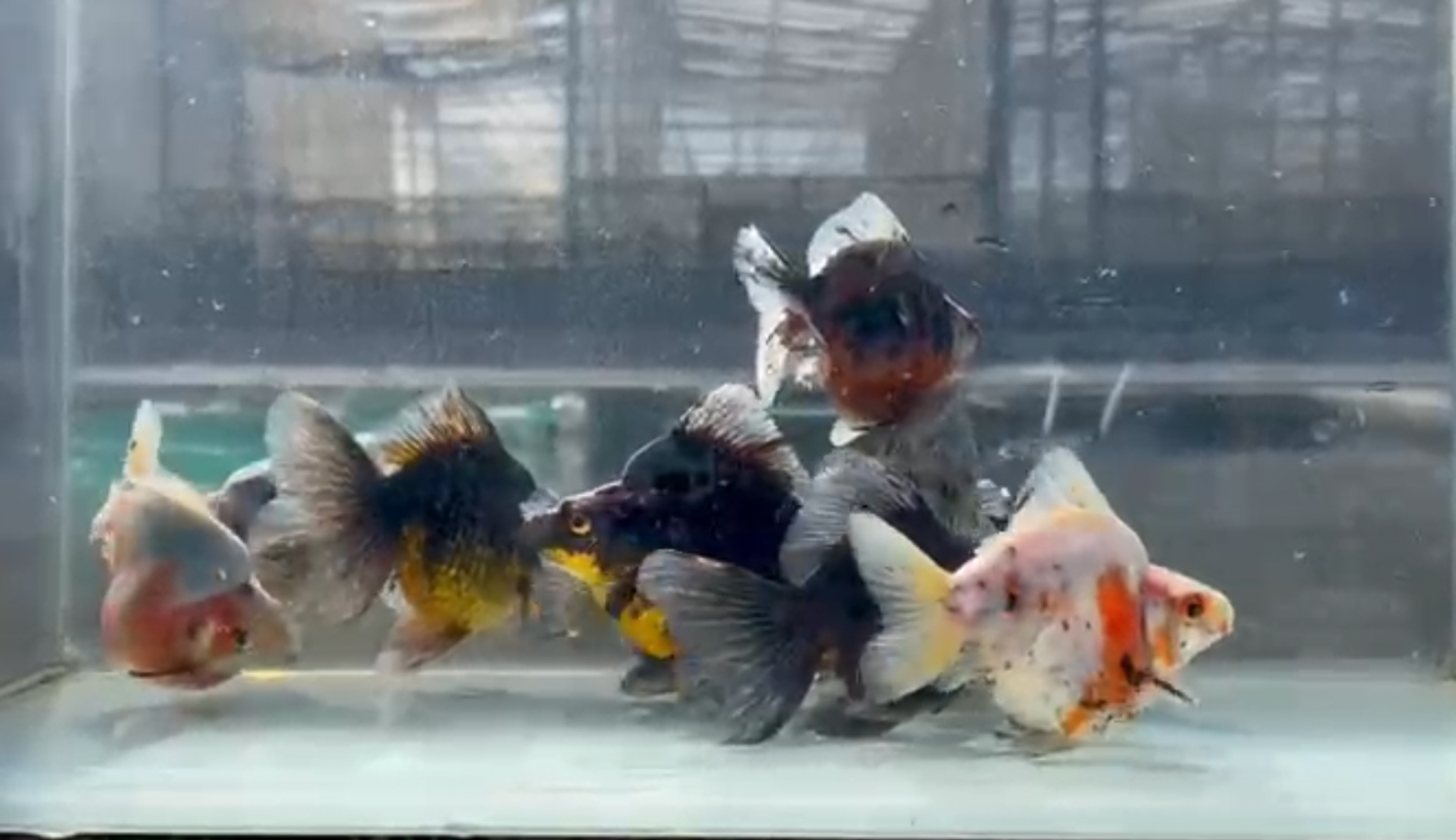 RYUKIN CALICO 10 PCS