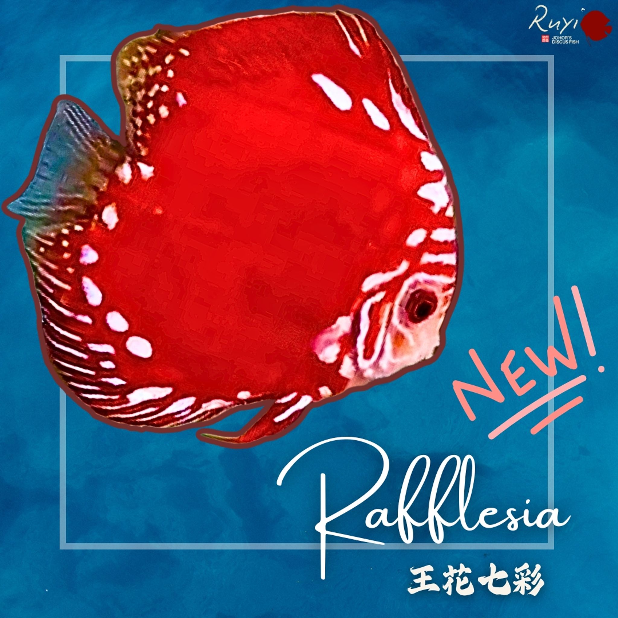 Raffesia 王花七彩