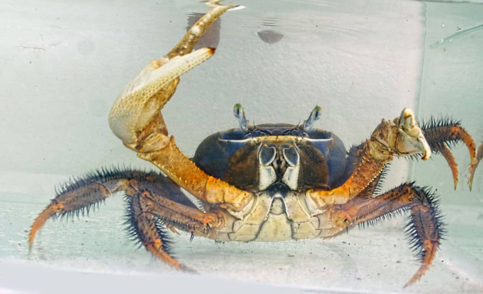 Rainbow (Land) crab (Cardisoma armatum)