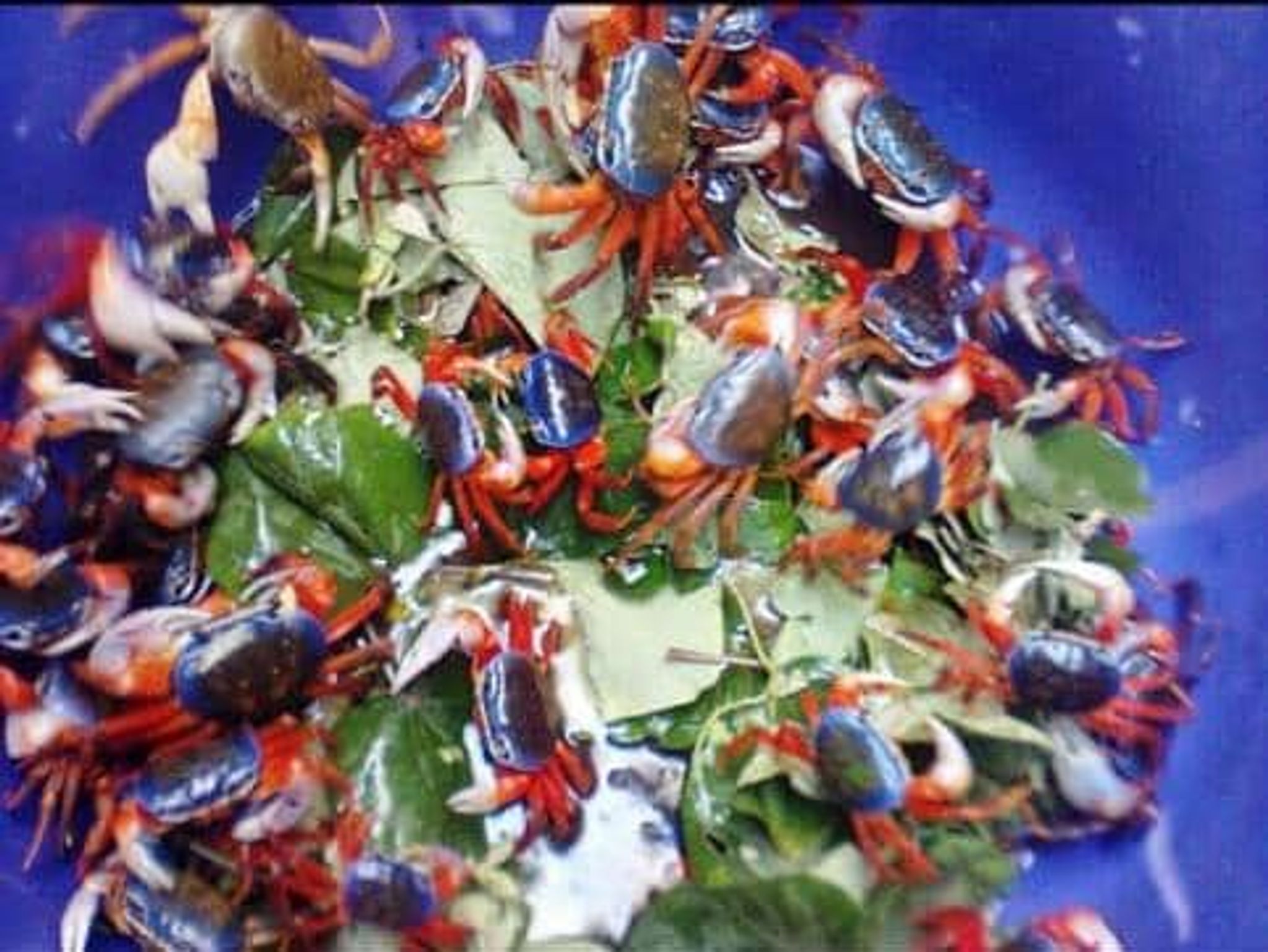 Rainbow (Land) crab (Cardisoma armatum)