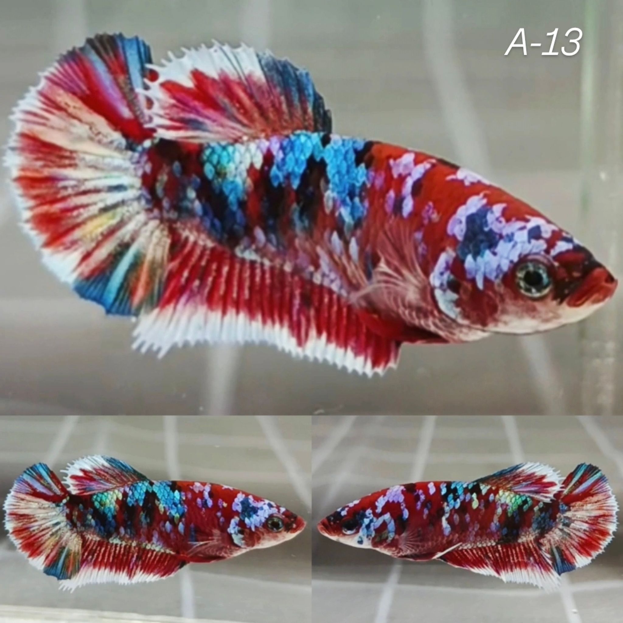 Rainbow Barongsai HMPK Betta (Female)