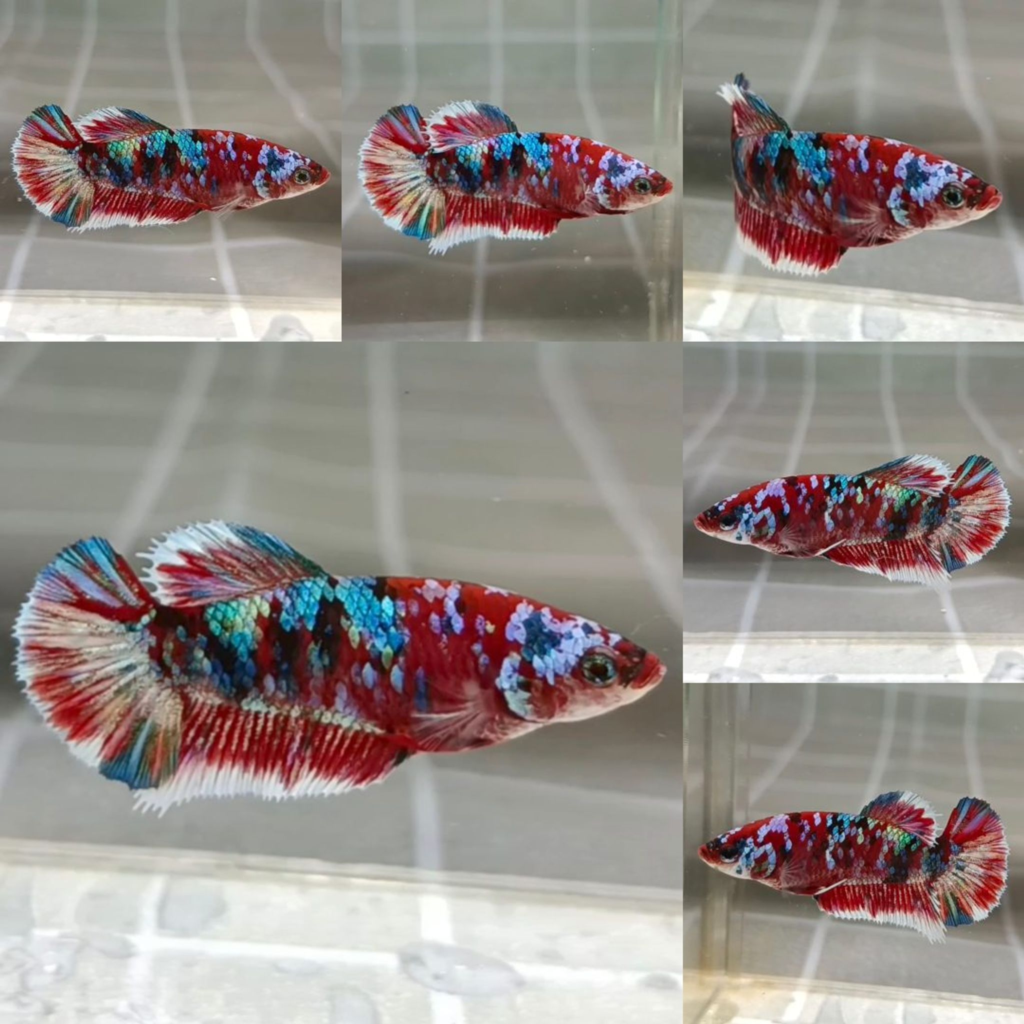 Rainbow Barongsai HMPK Betta (Female)