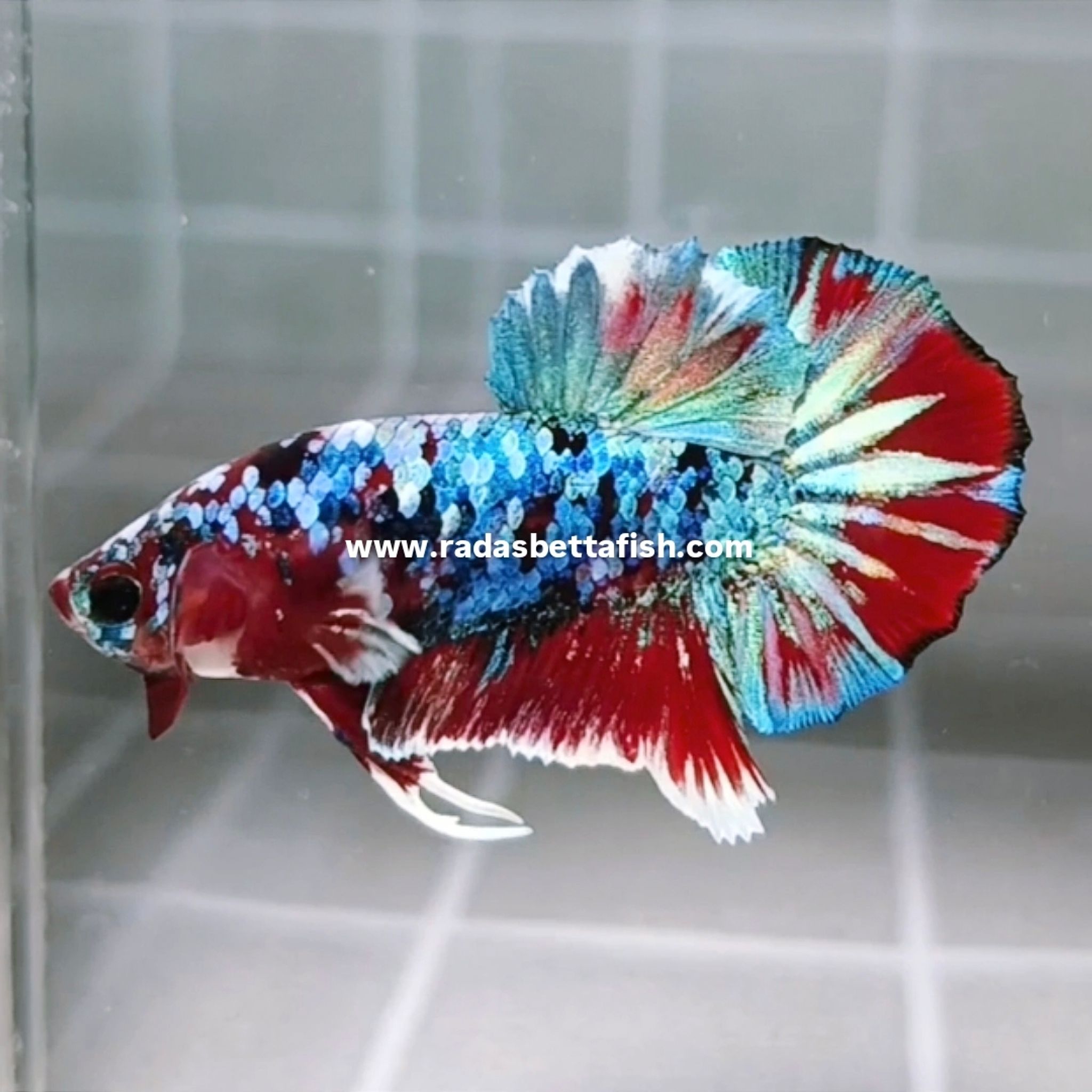 Rainbow Barongsai HMPK Betta (Male)