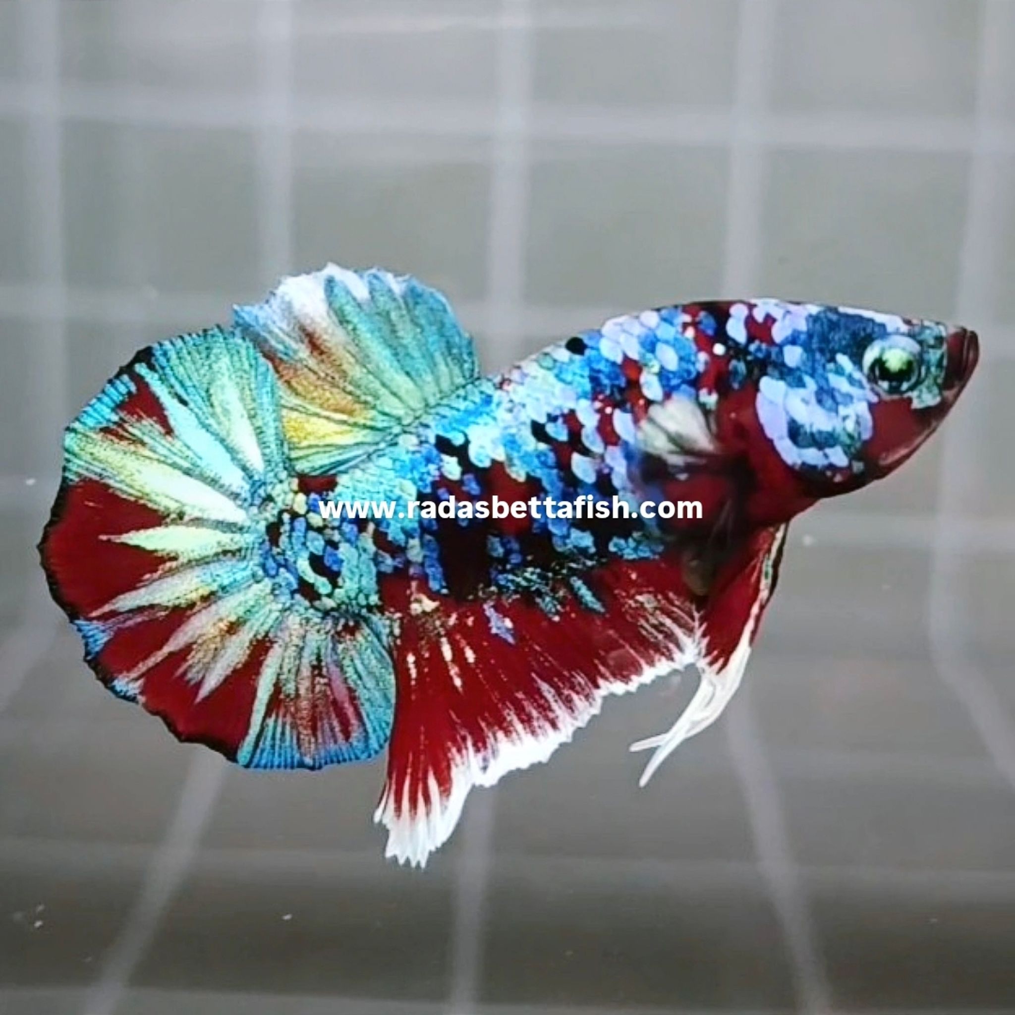 Rainbow Barongsai HMPK Betta (Male)