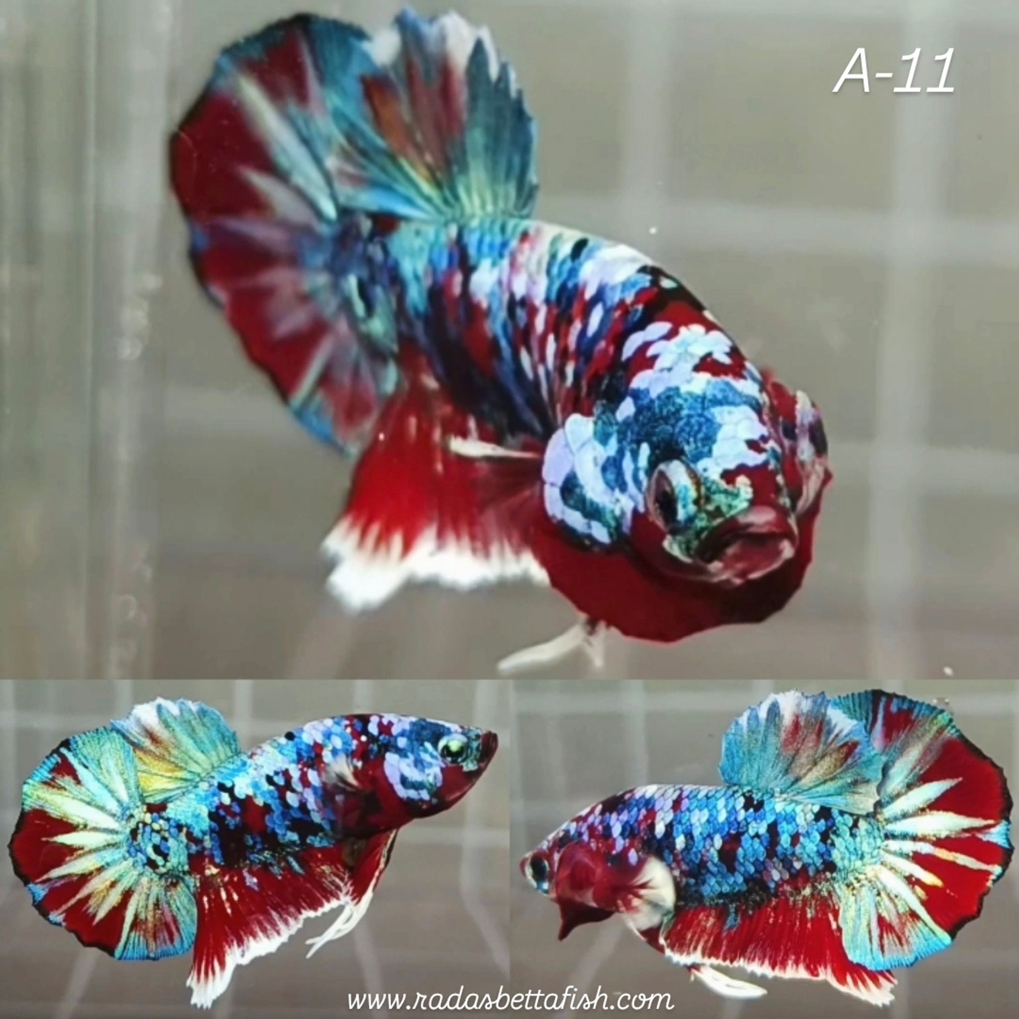 Rainbow Barongsai HMPK Betta (Male)