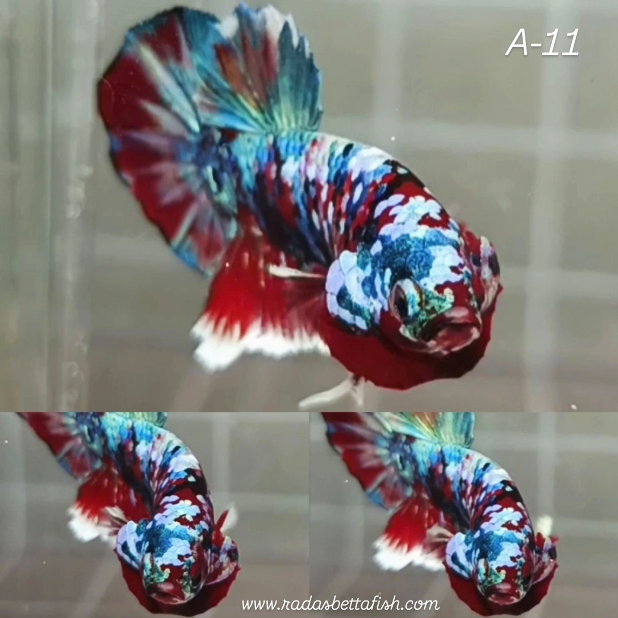 Rainbow Barongsai HMPK Betta (Male)
