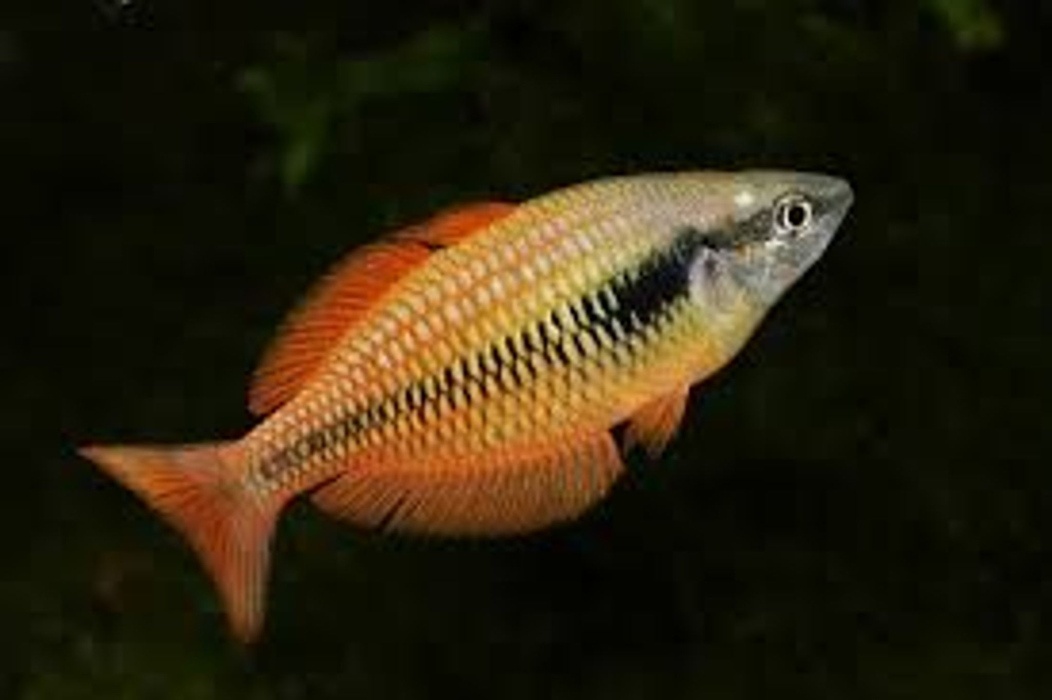 Rainbow Parva