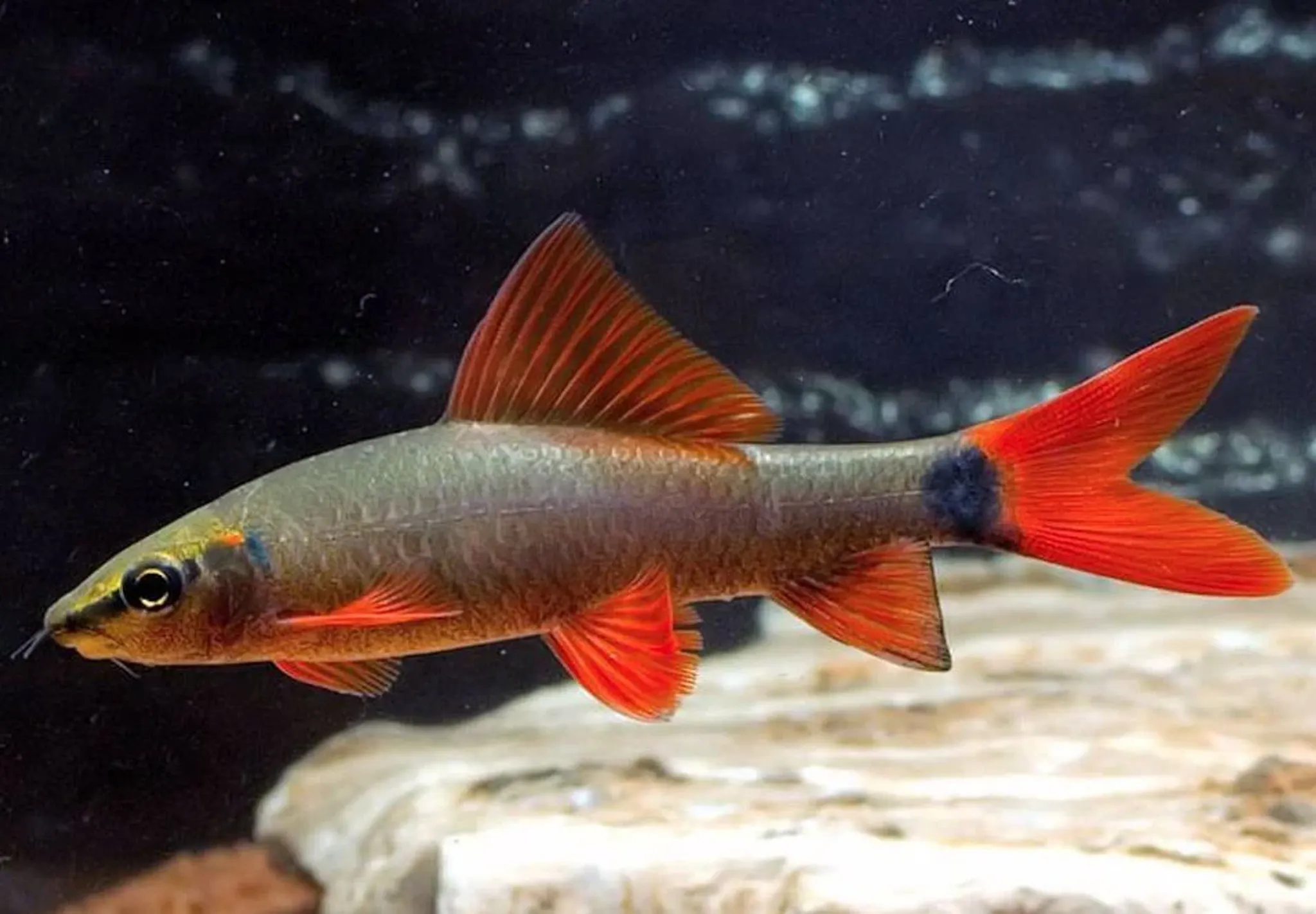 Rainbow Shark