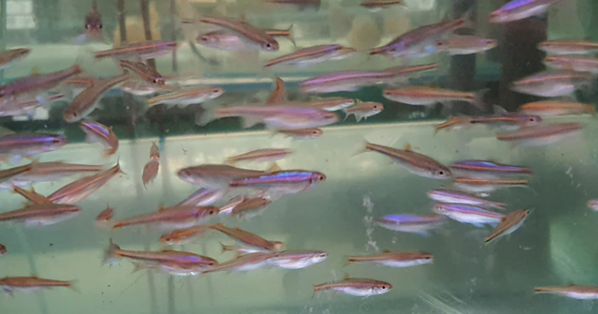 Rainbow Shiner (Notropis Chrosomus)