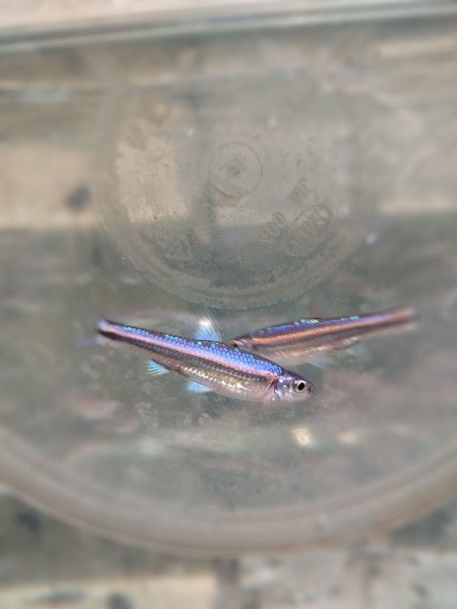 Rainbow Shiners Notropis Chrosomus