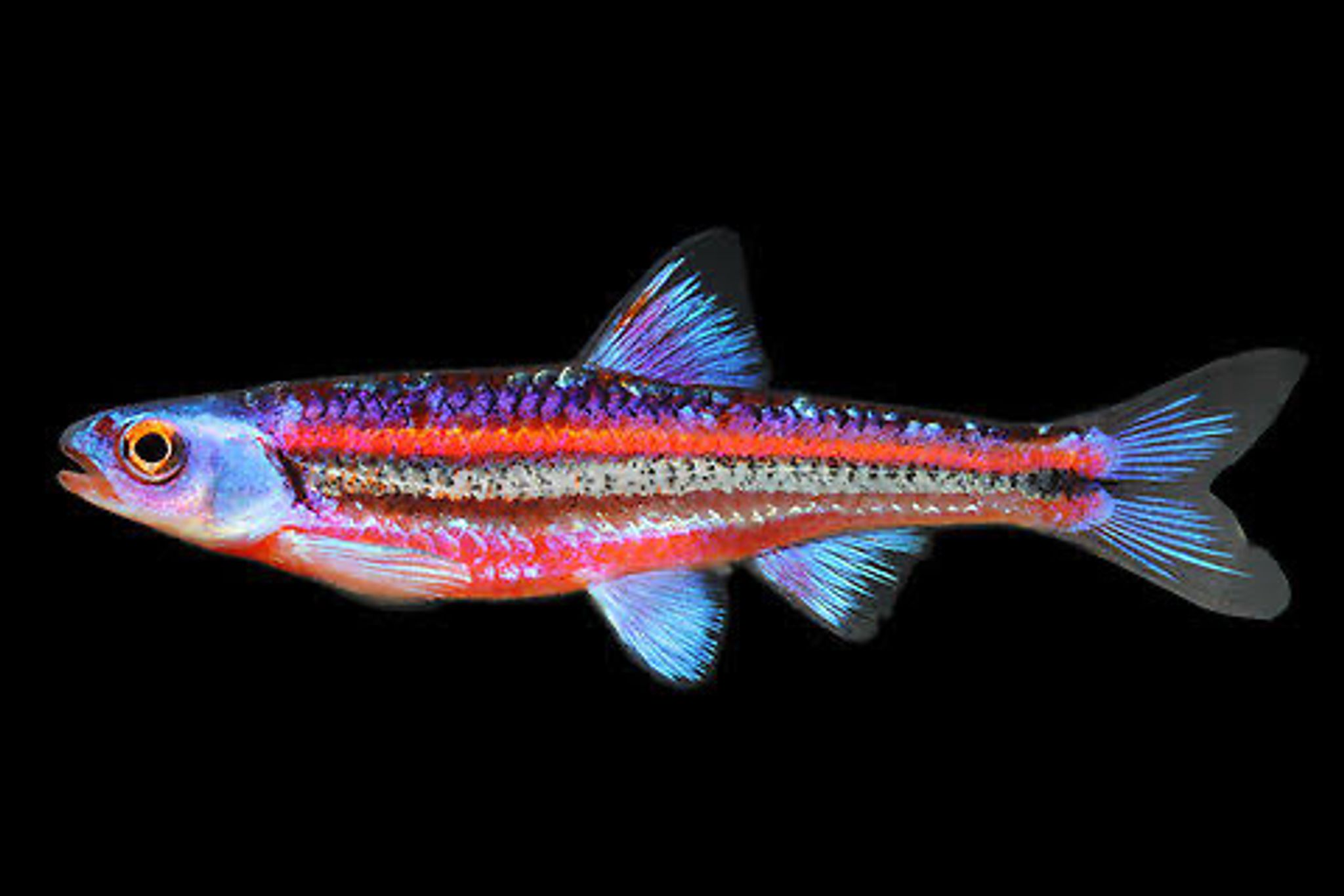 Rainbow Shiners Notropis Chrosomus