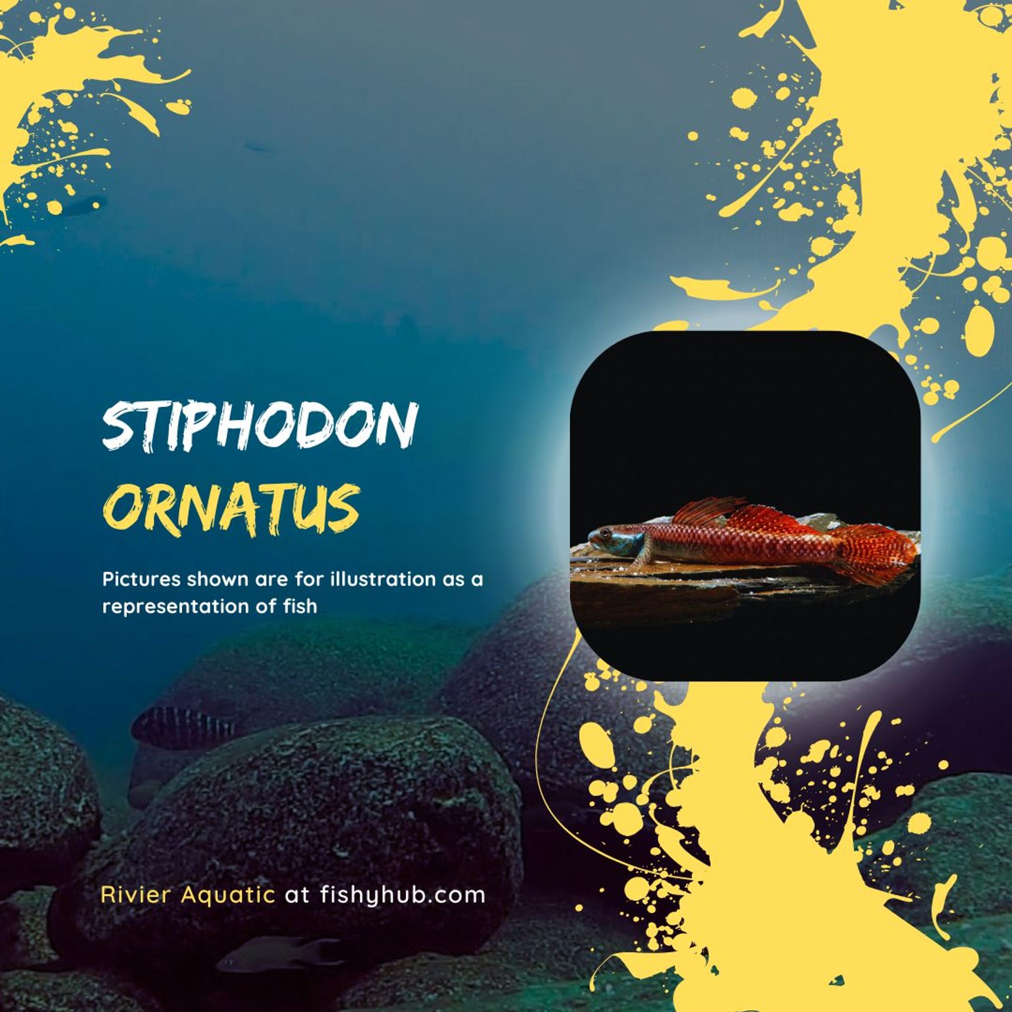 Rainbow Stiphodon (Stiphodon Ornatus)