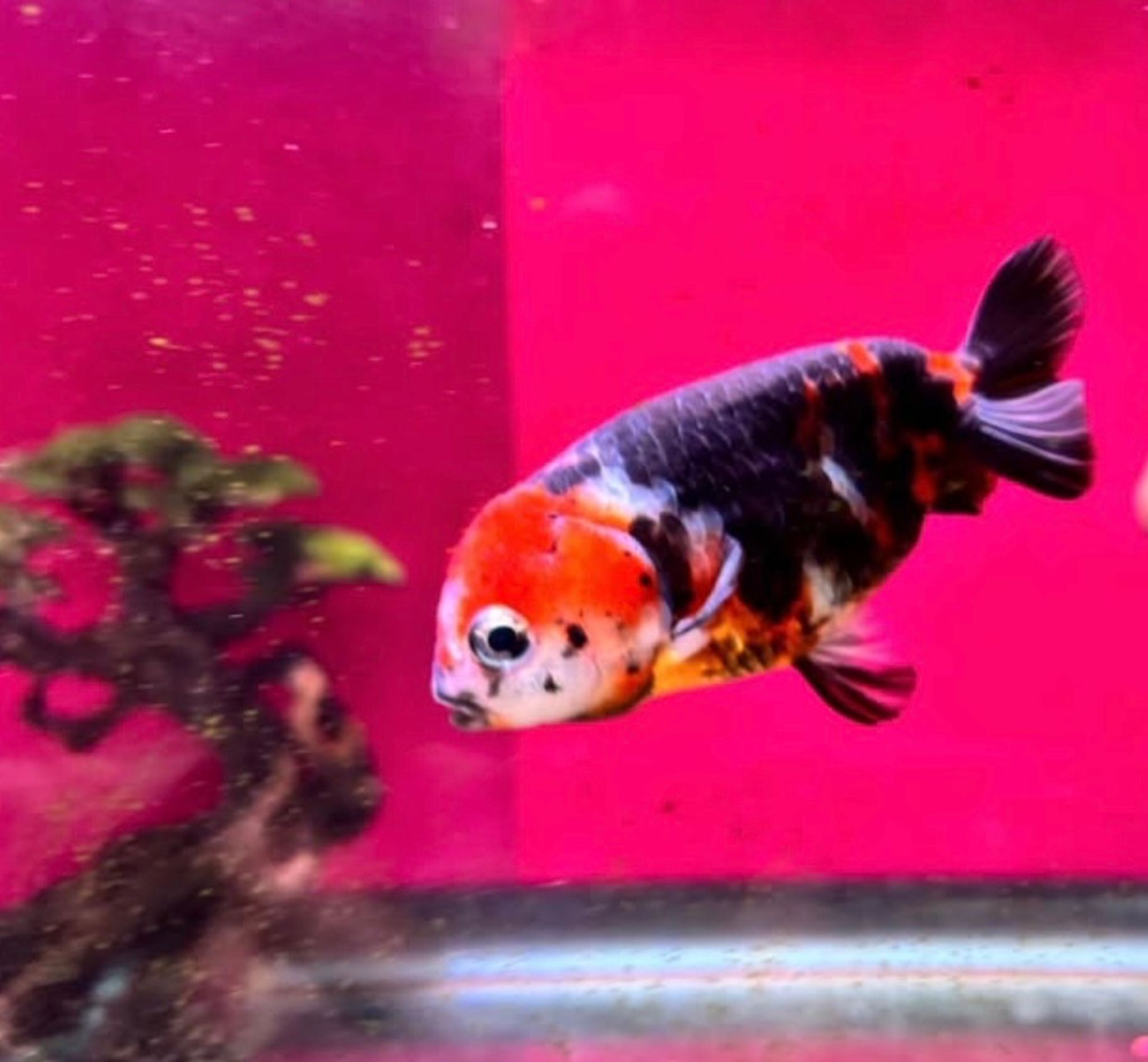 Ranchu Goldfish - our pick