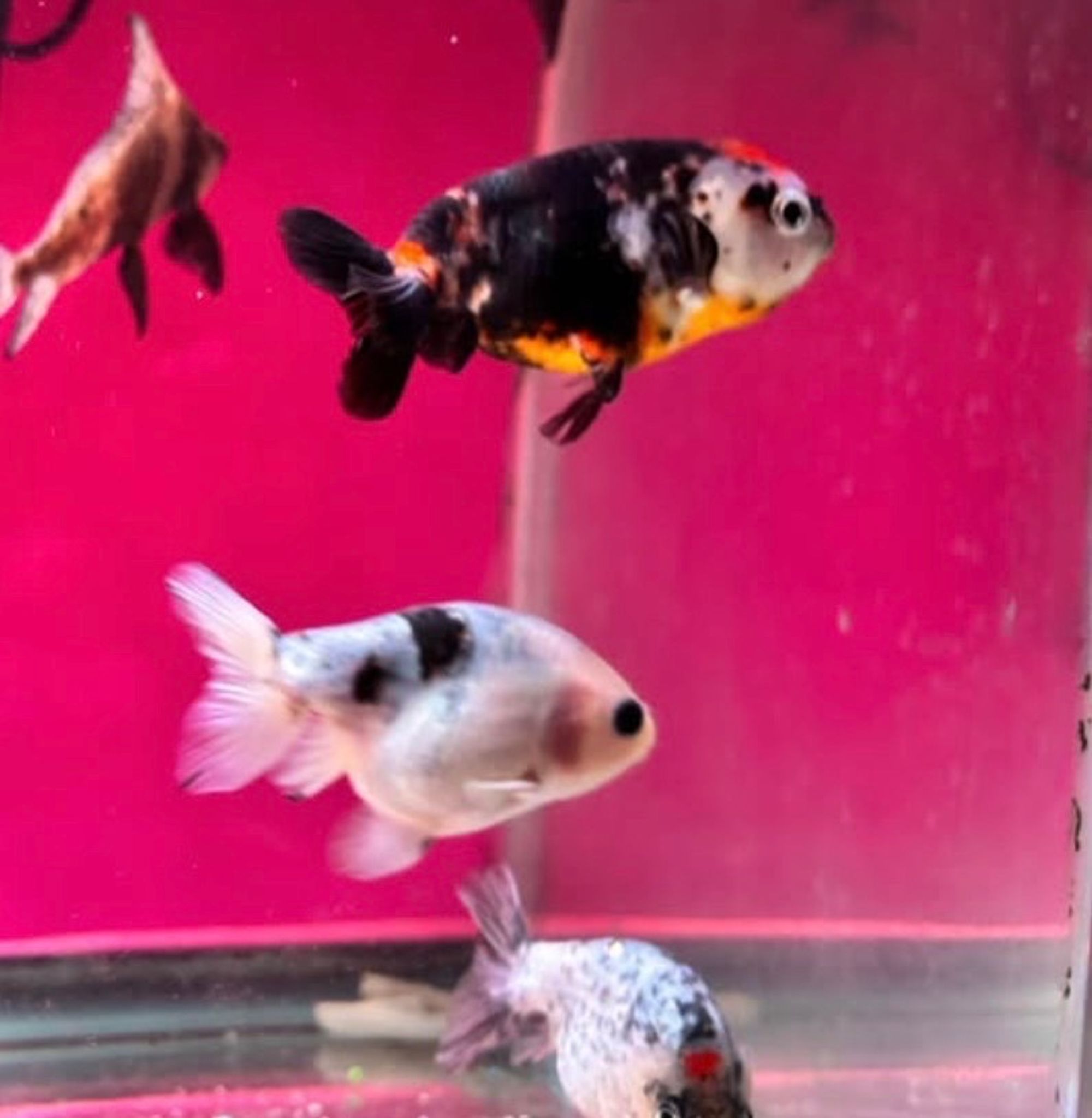 Ranchu Goldfish - our pick
