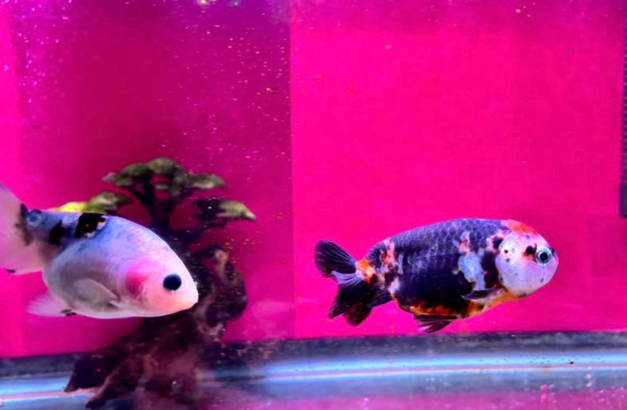 Ranchu Goldfish - our pick