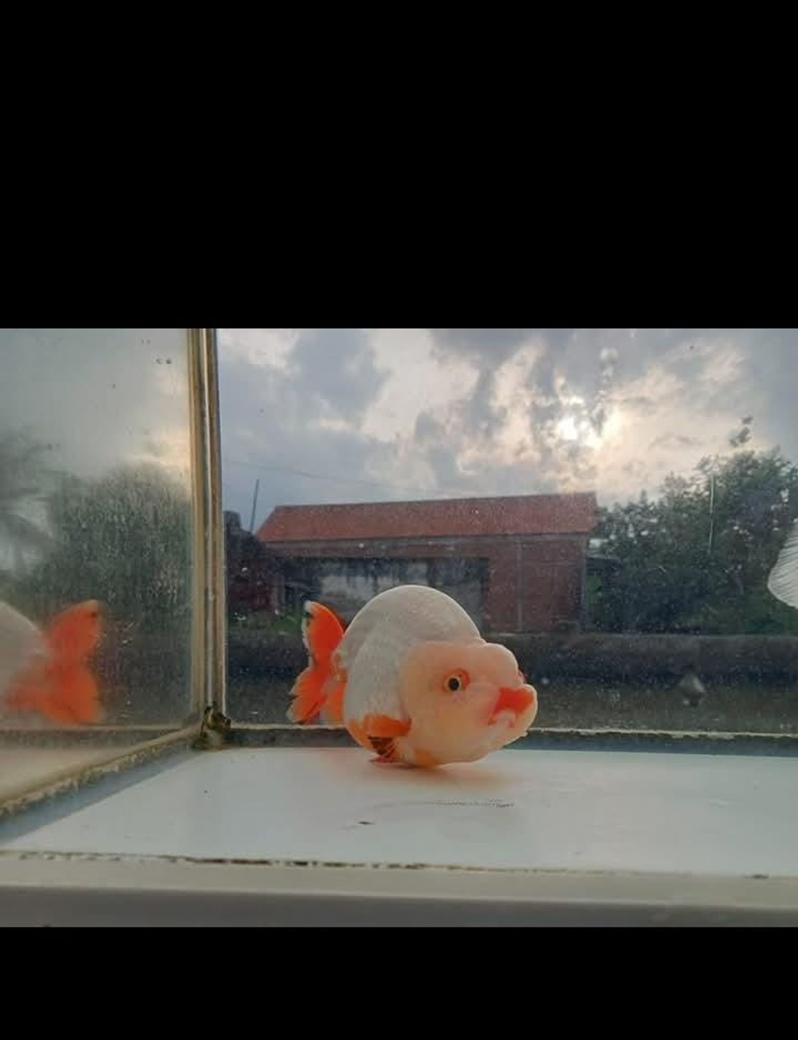 Ranchu hq murah