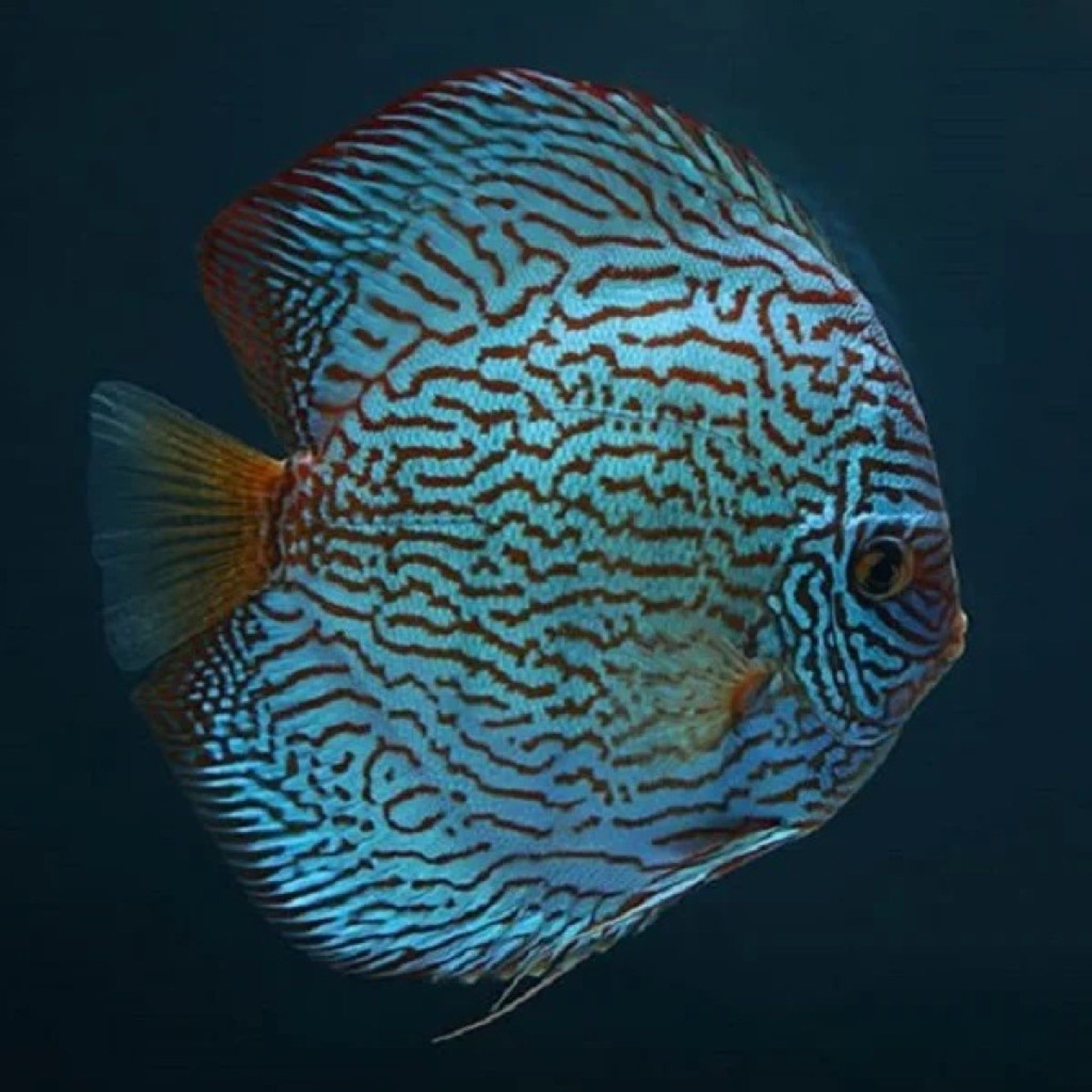 Rare Altum-Flora-Discus-species