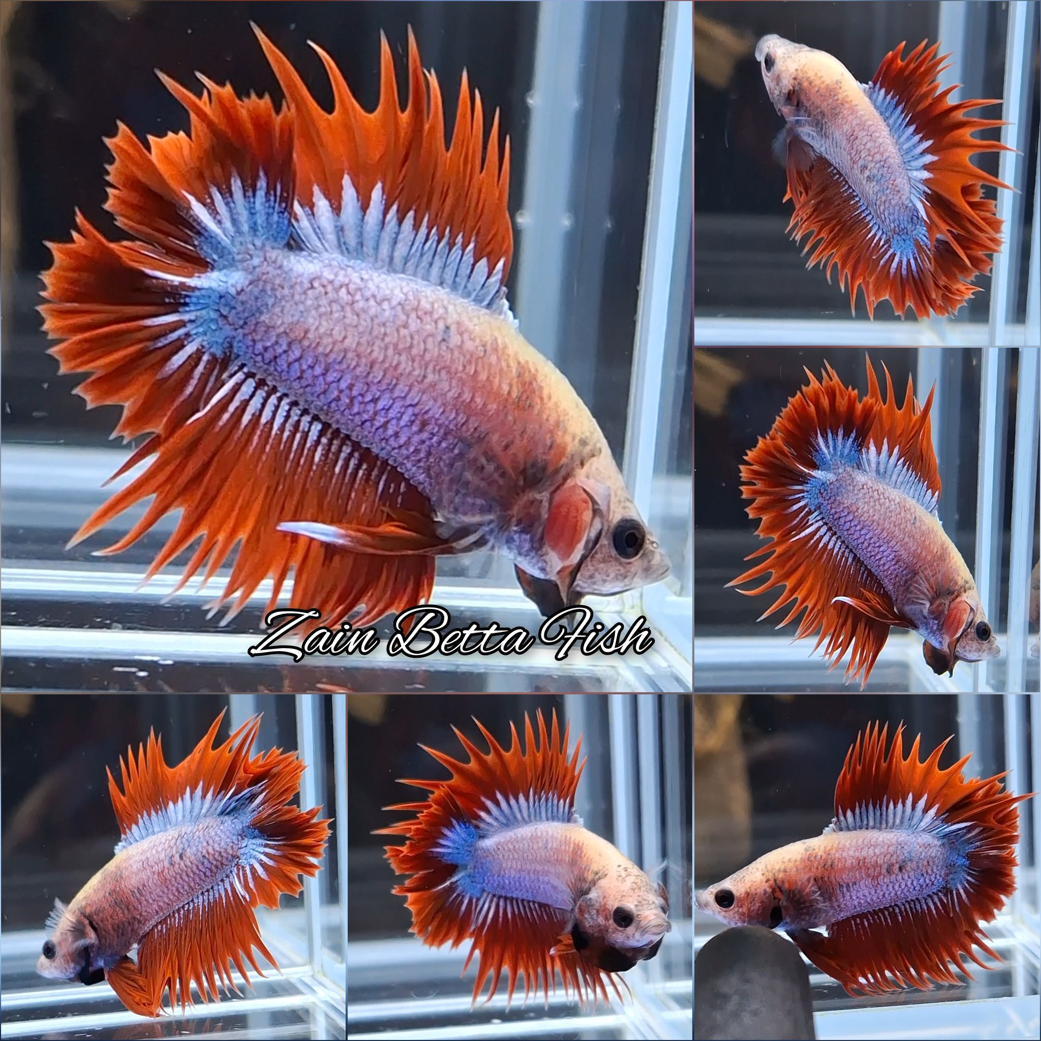 Rare Crowntail Plakat Doubletail Betta Fish Male | DTCTPK