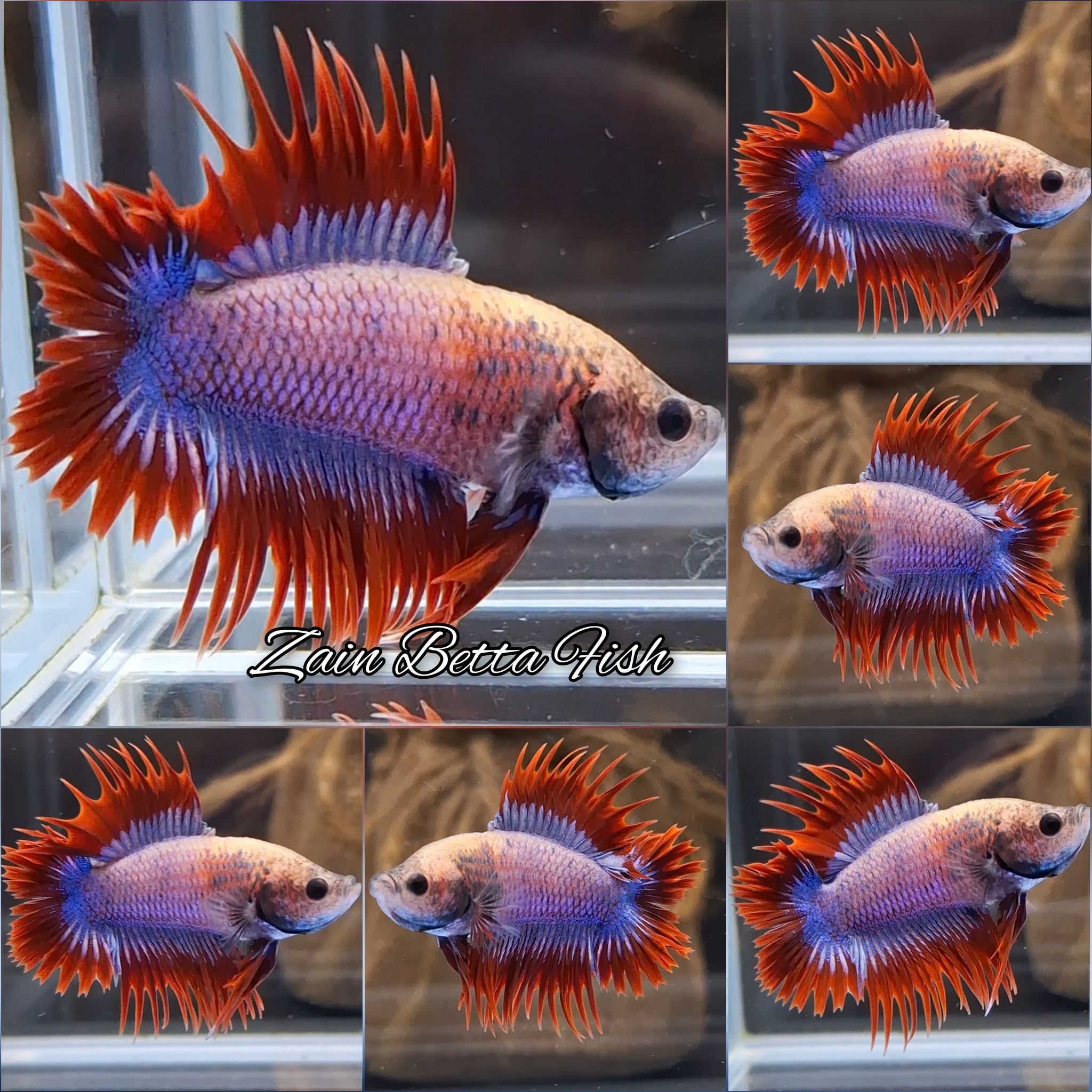 Rare Crowntail Plakat Doubletail Betta Fish Male | DTCTPK