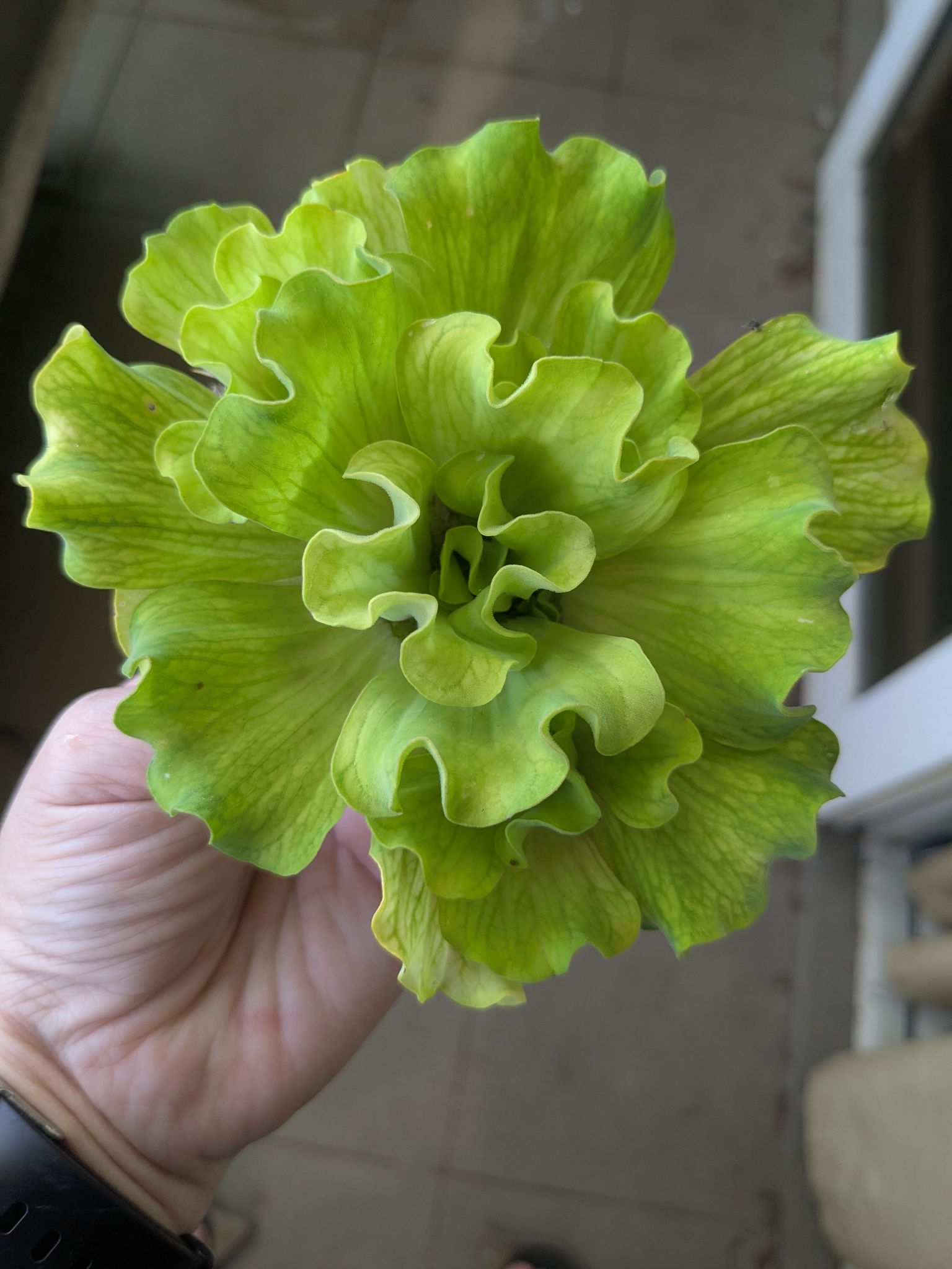 Rare Curly water lettuces (3 for $2)