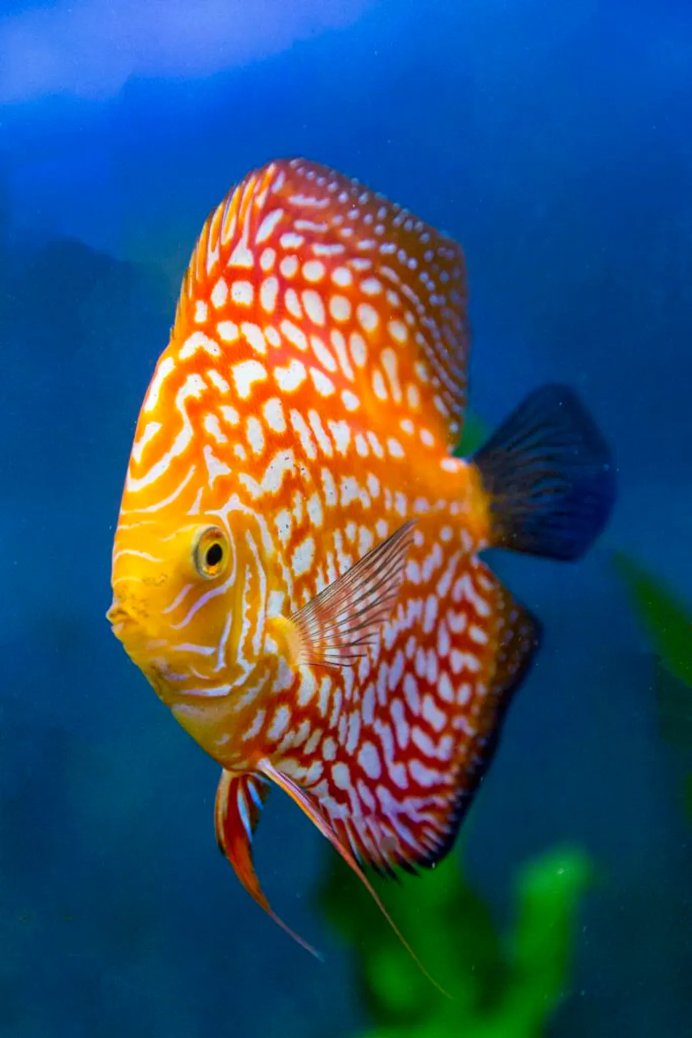 Rare Golden Checkerboard Discus