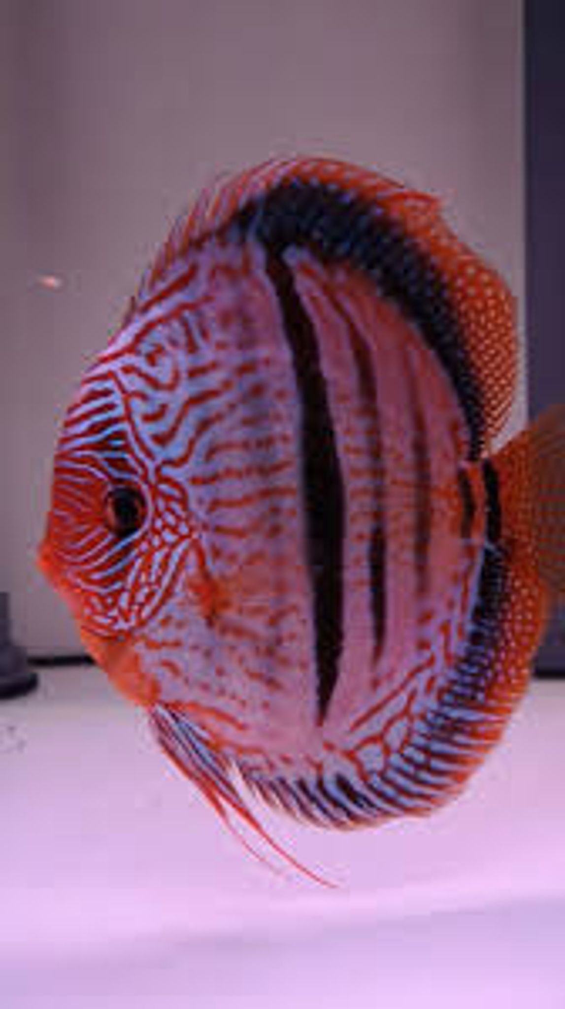 Rare Heckel Cross Discus Species