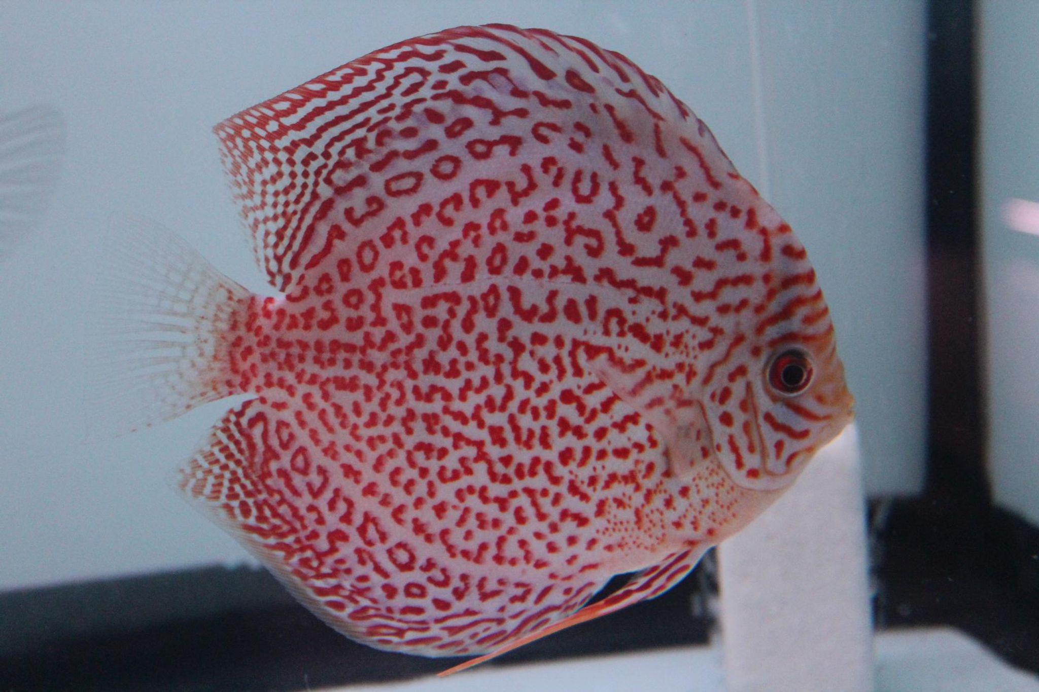 Rare Leopard-ring dicscus
