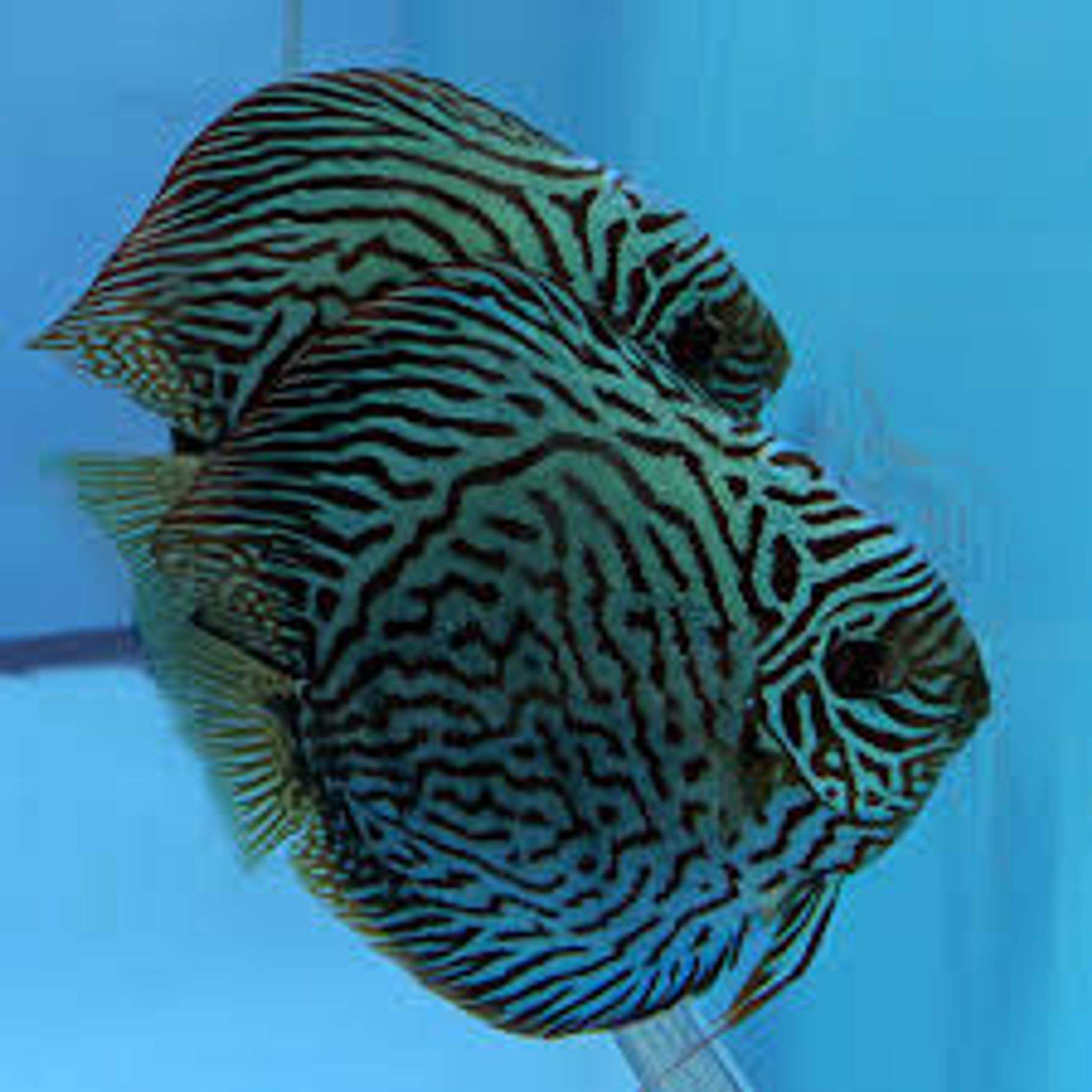Rare Pair Tiger Discus