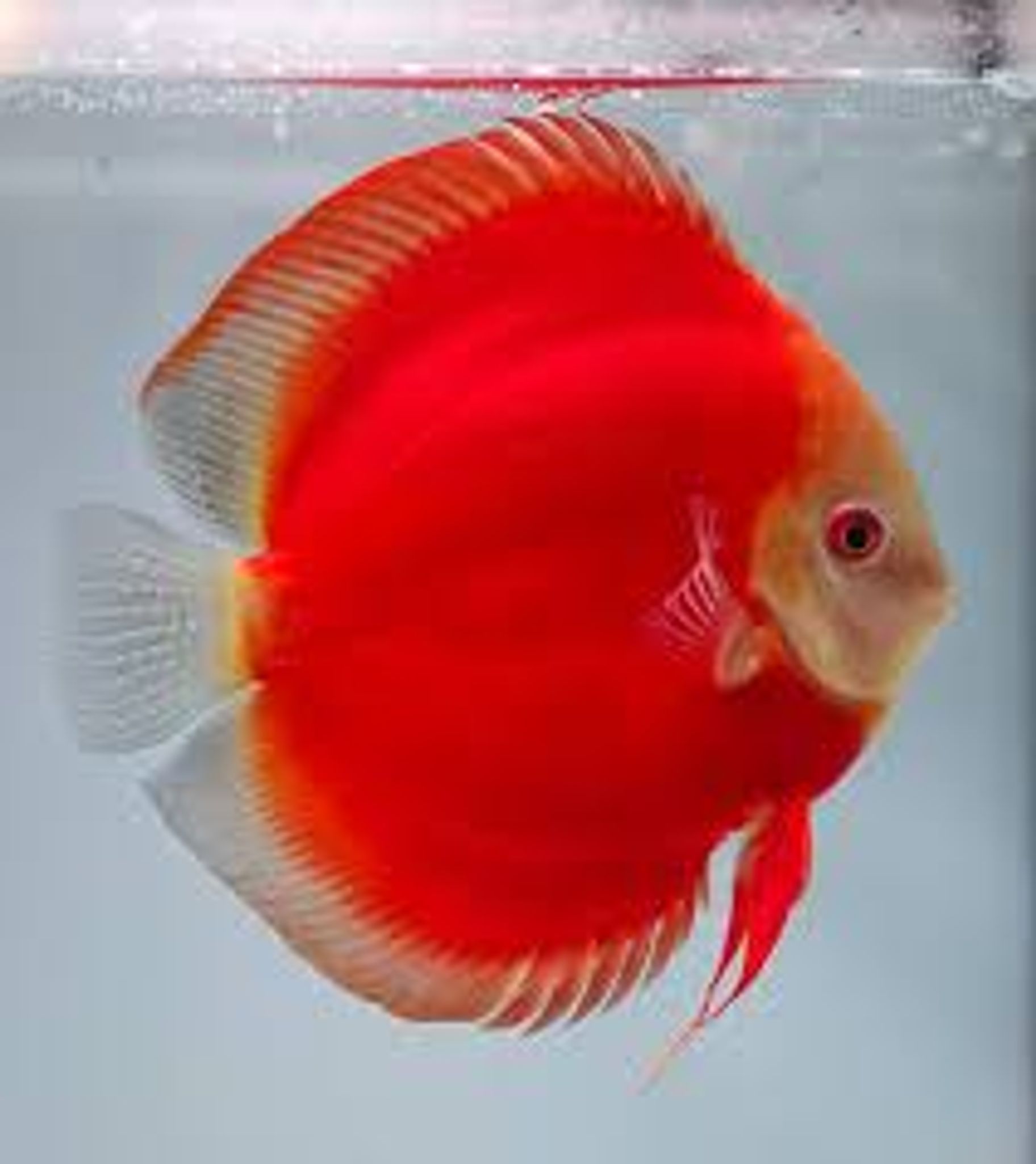 Rare Red golden Discus