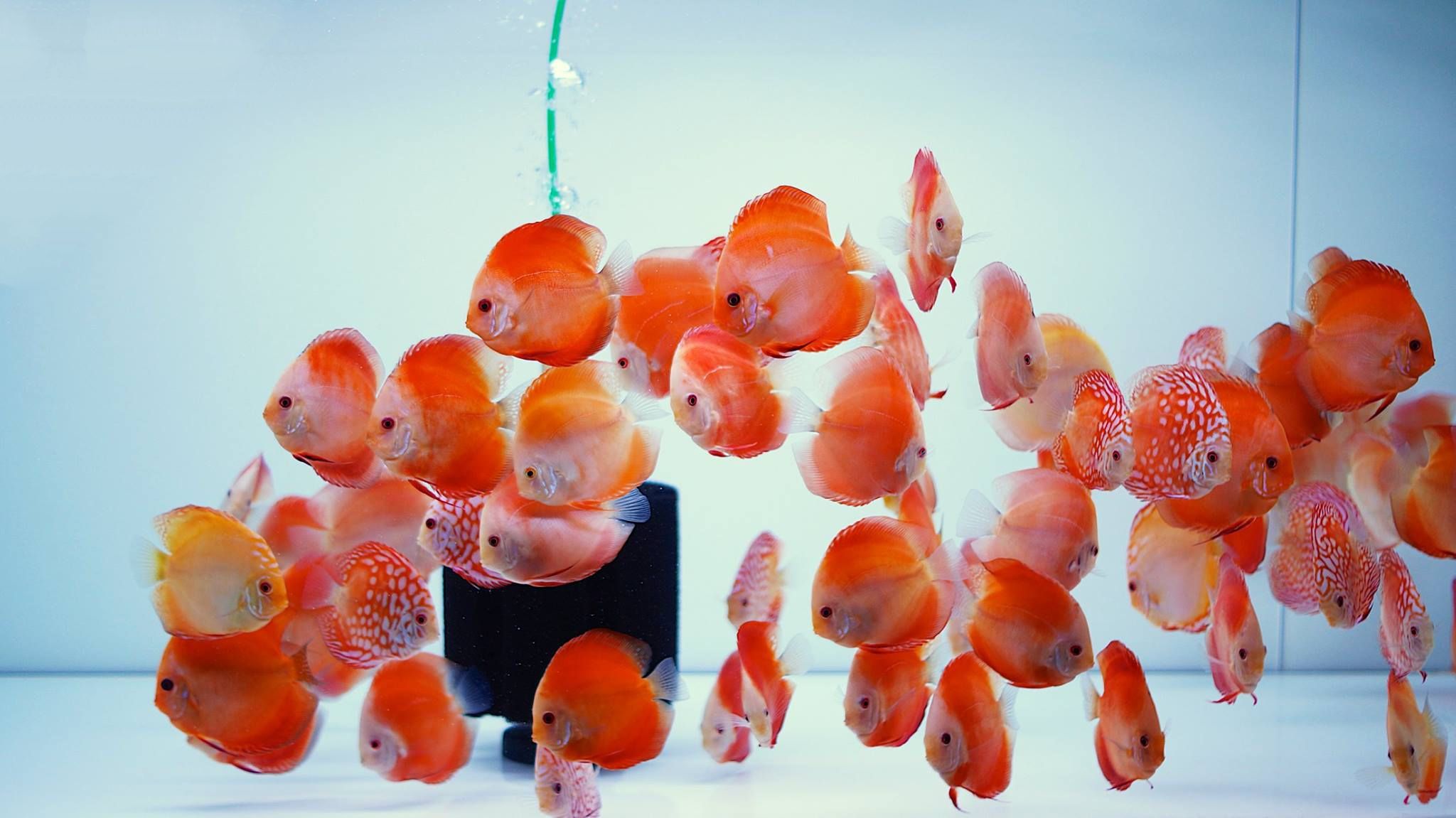 Rare Red golden Discus