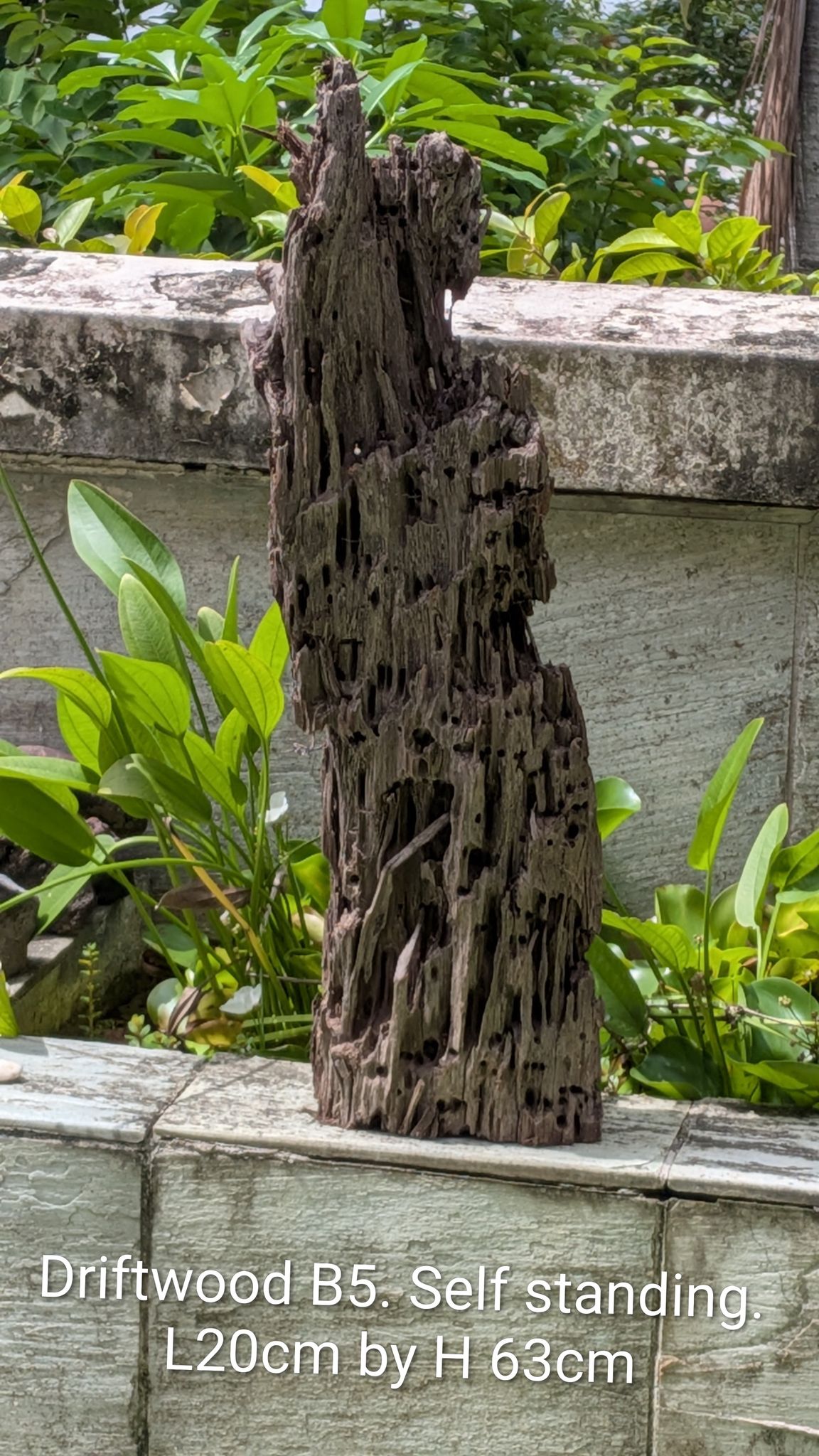 Rare Vertical Driftwood Monolith | 63cm Tall | Self-Standing Pillar
