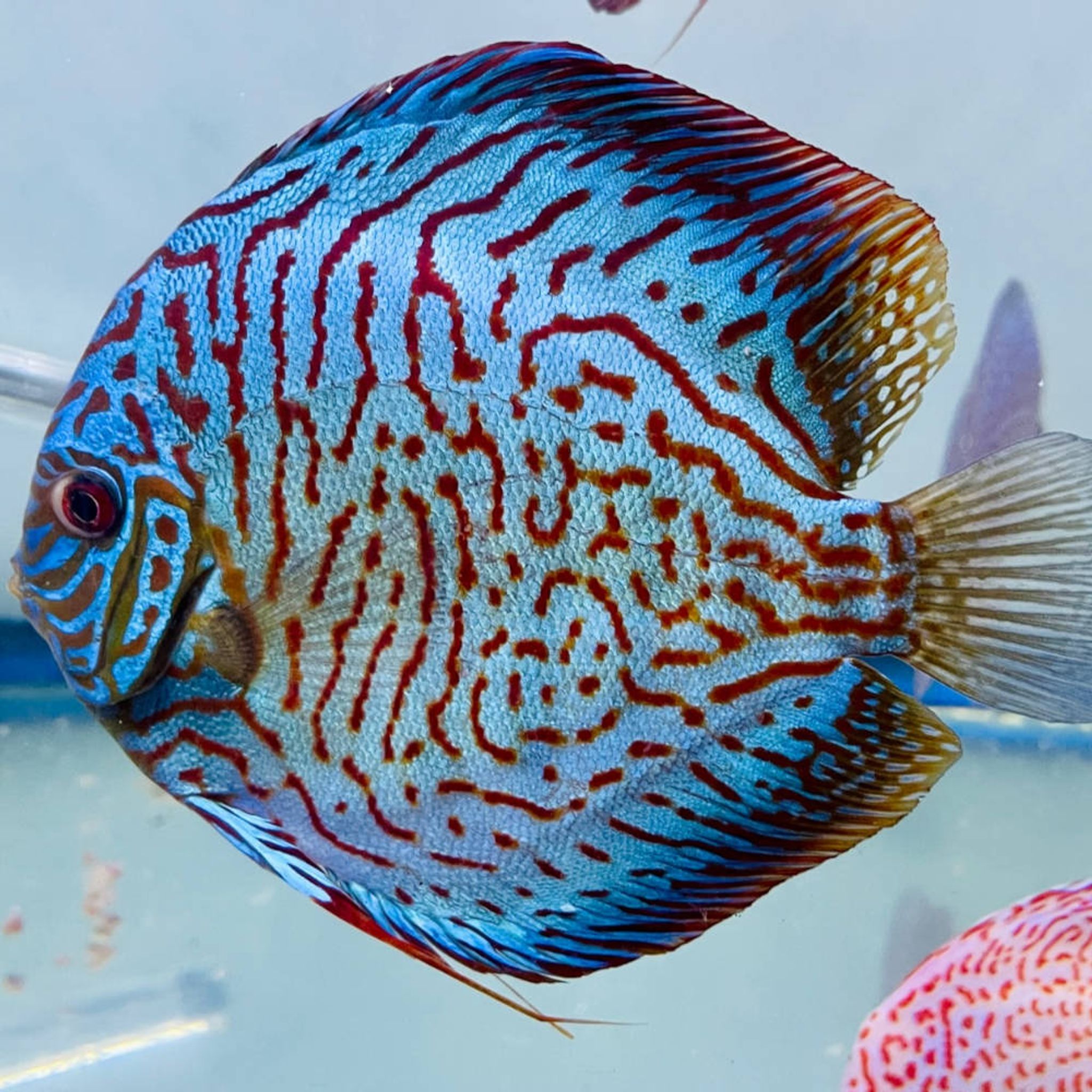 Rare blue-turquoise-discus