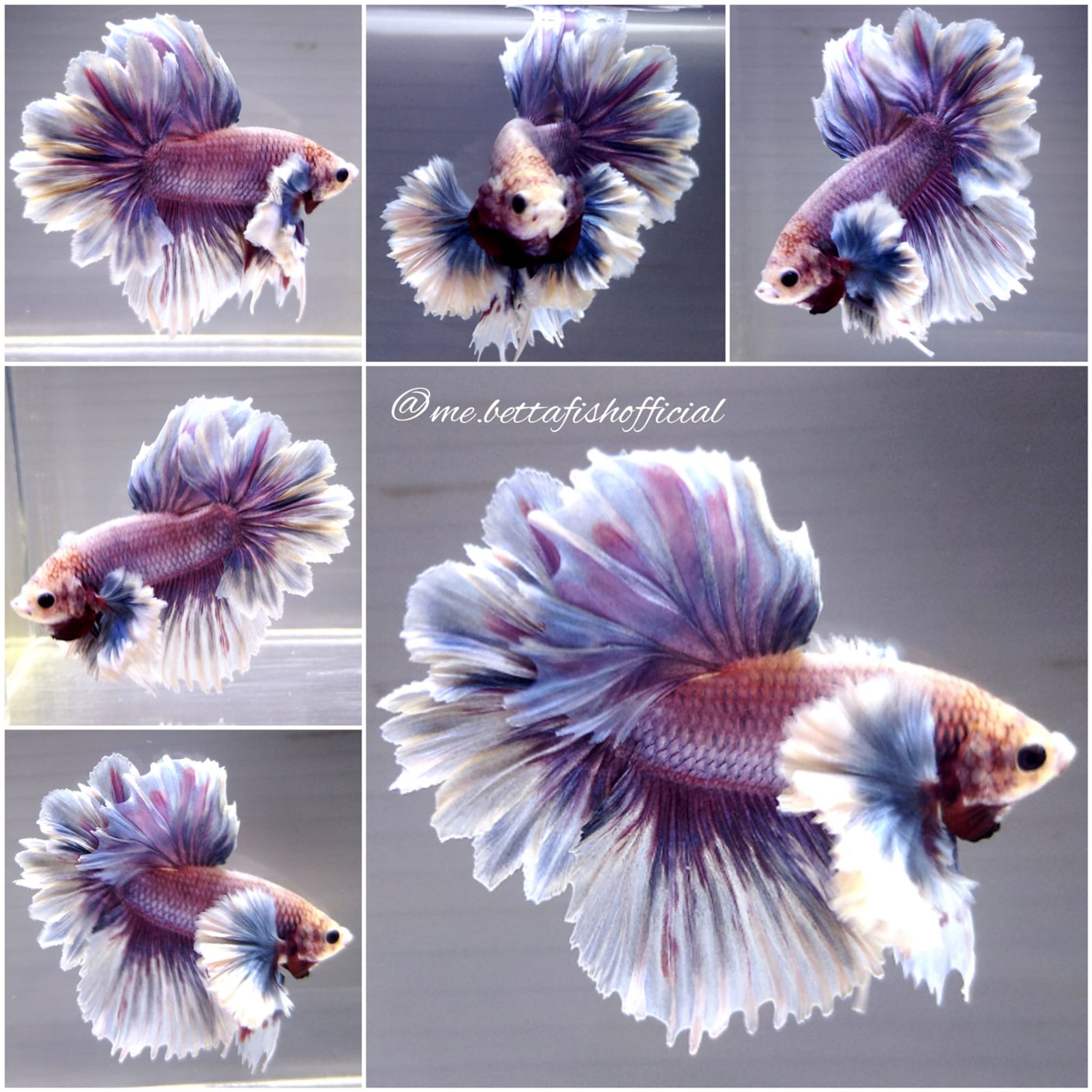 Rasta Tail Super Dumbo Rose Ear Purple Grizzle ( New Type )