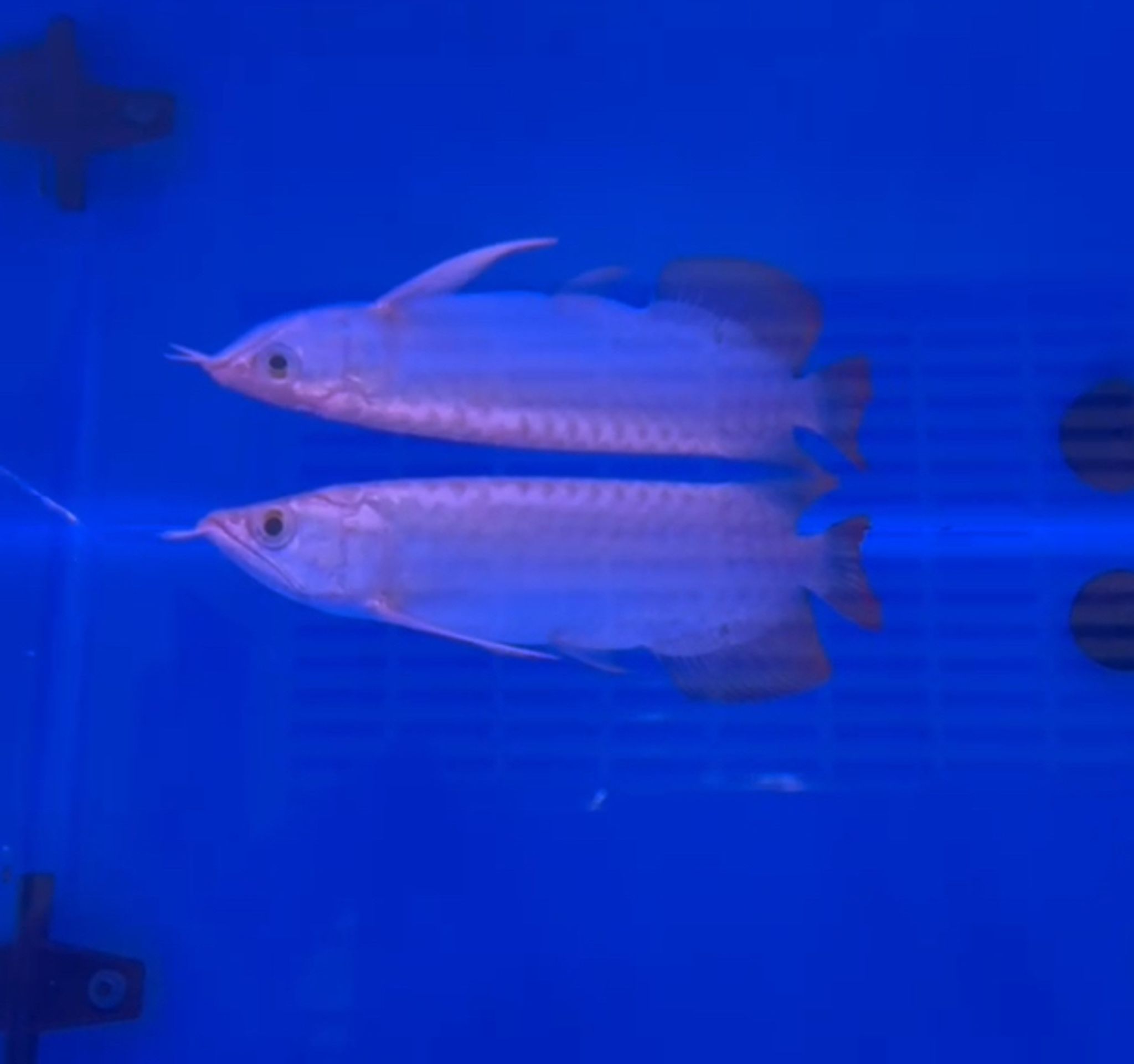 Red Arowana