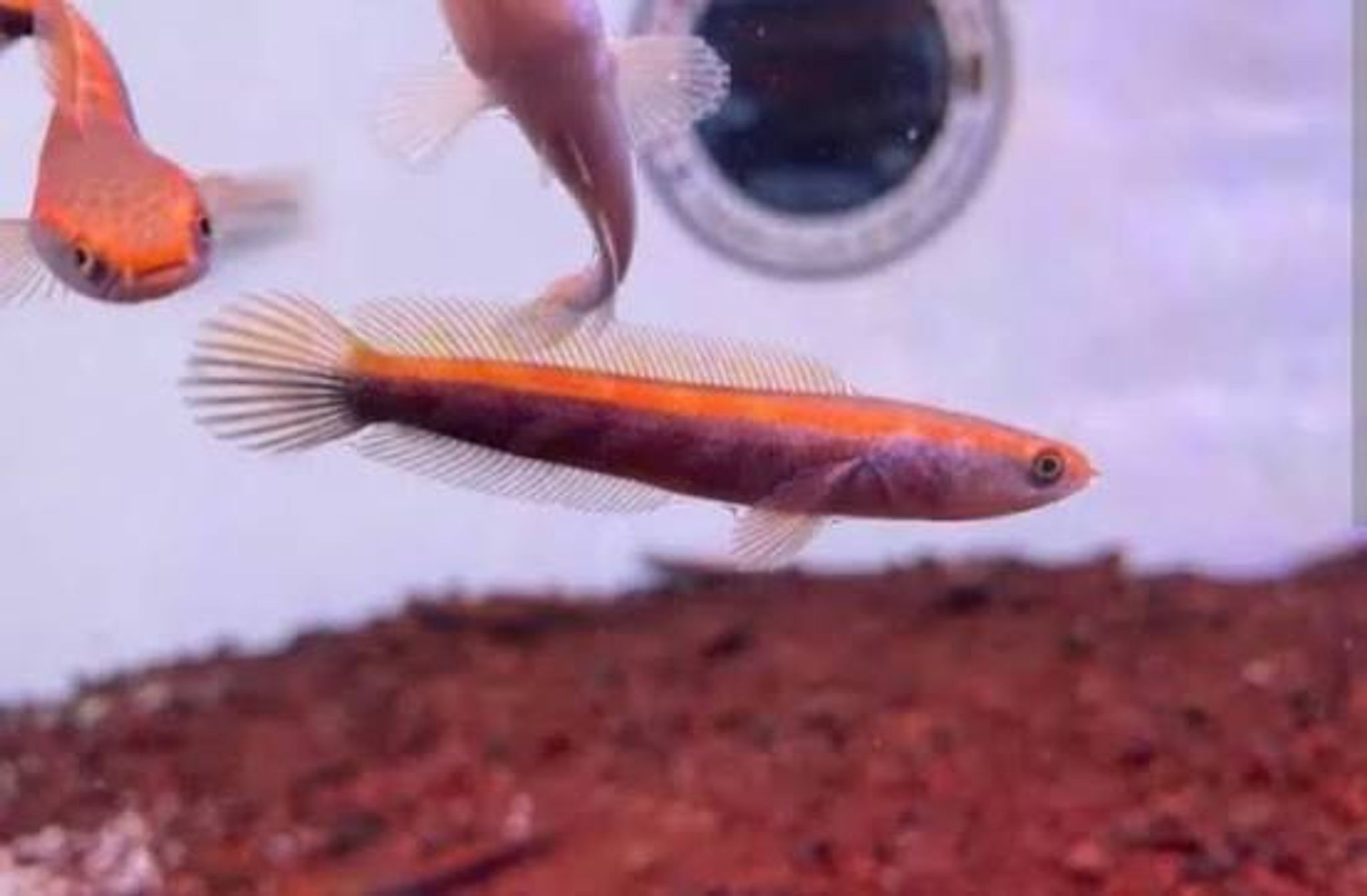 Red Barito Channa