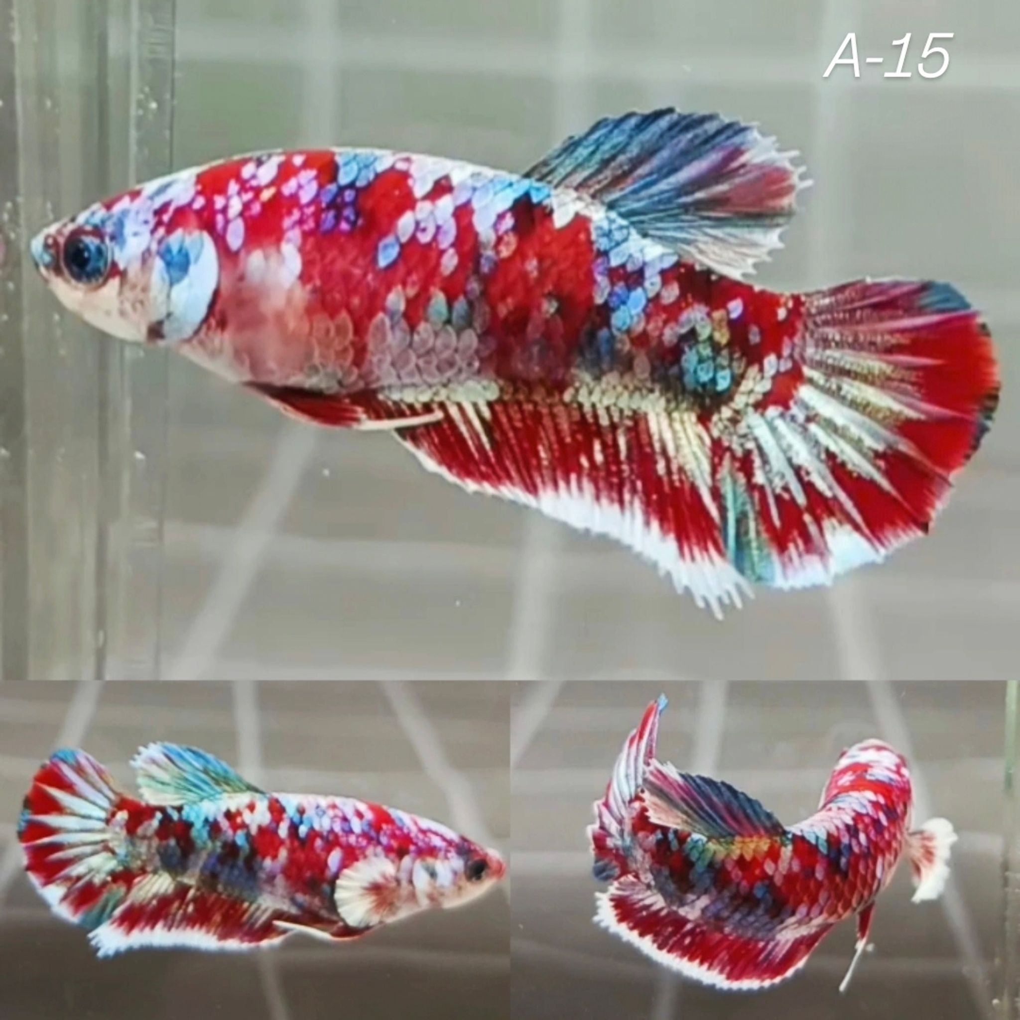 Red Barongsai HMPK Betta (Female)