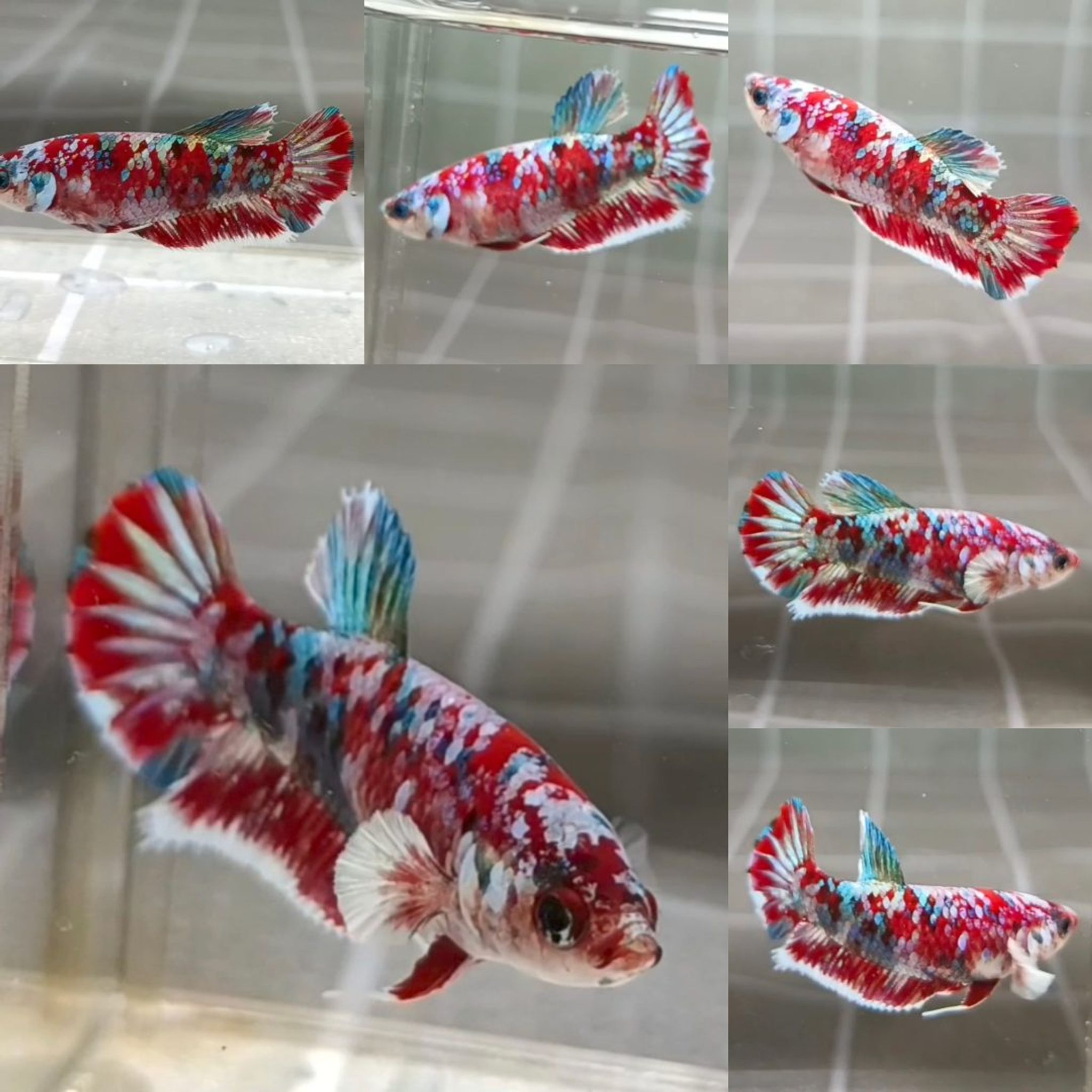 Red Barongsai HMPK Betta (Female)