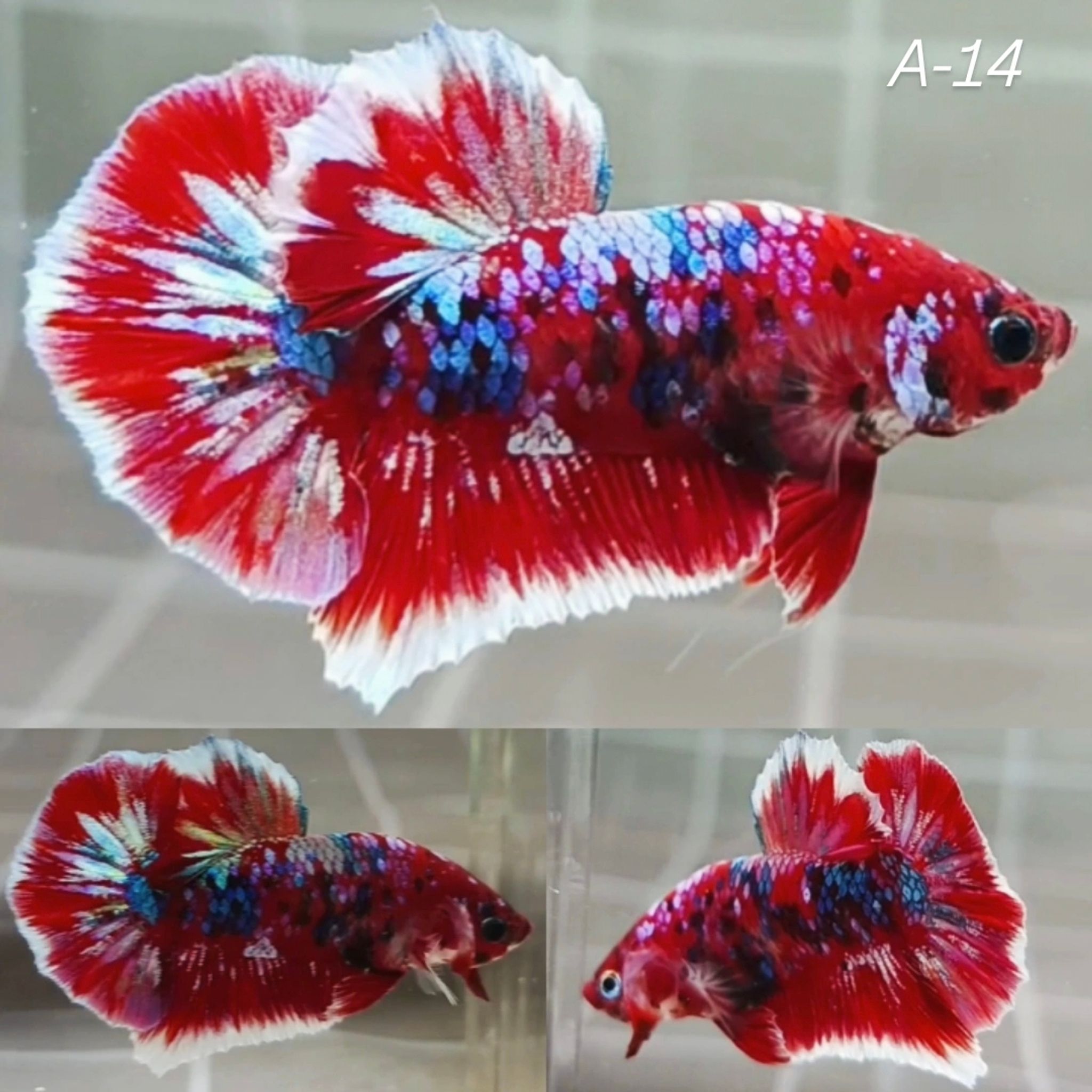 Red Barongsai HMPK Betta (Male)