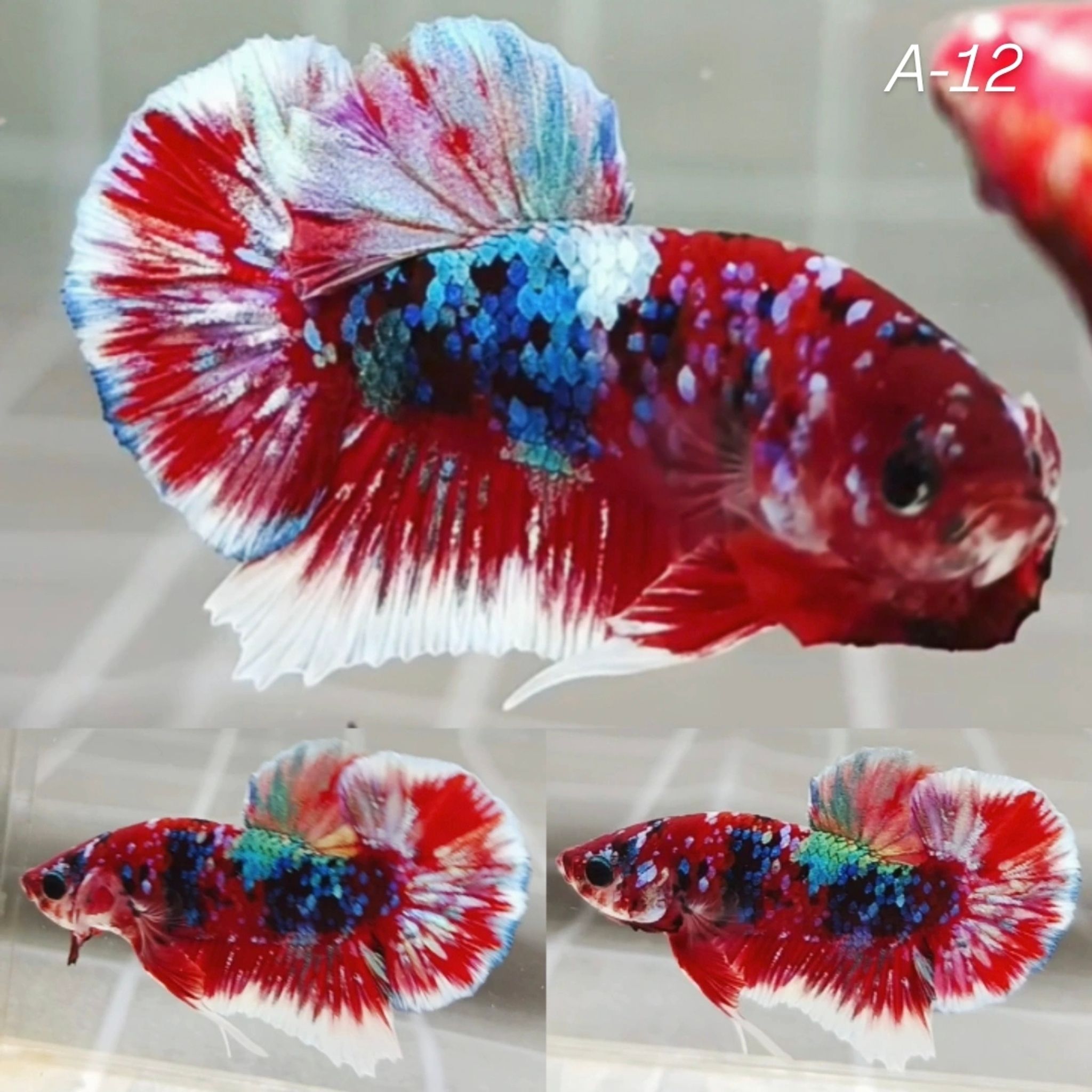 Red Barongsai HMPK Betta (Male)
