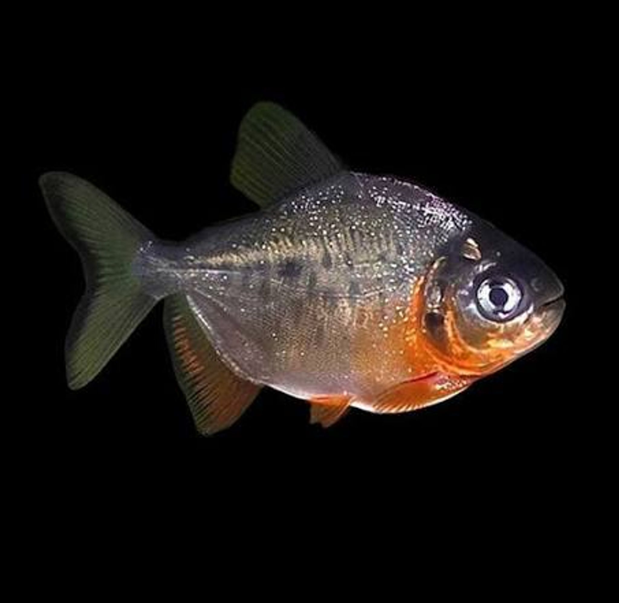 Red Bellied Pacu
