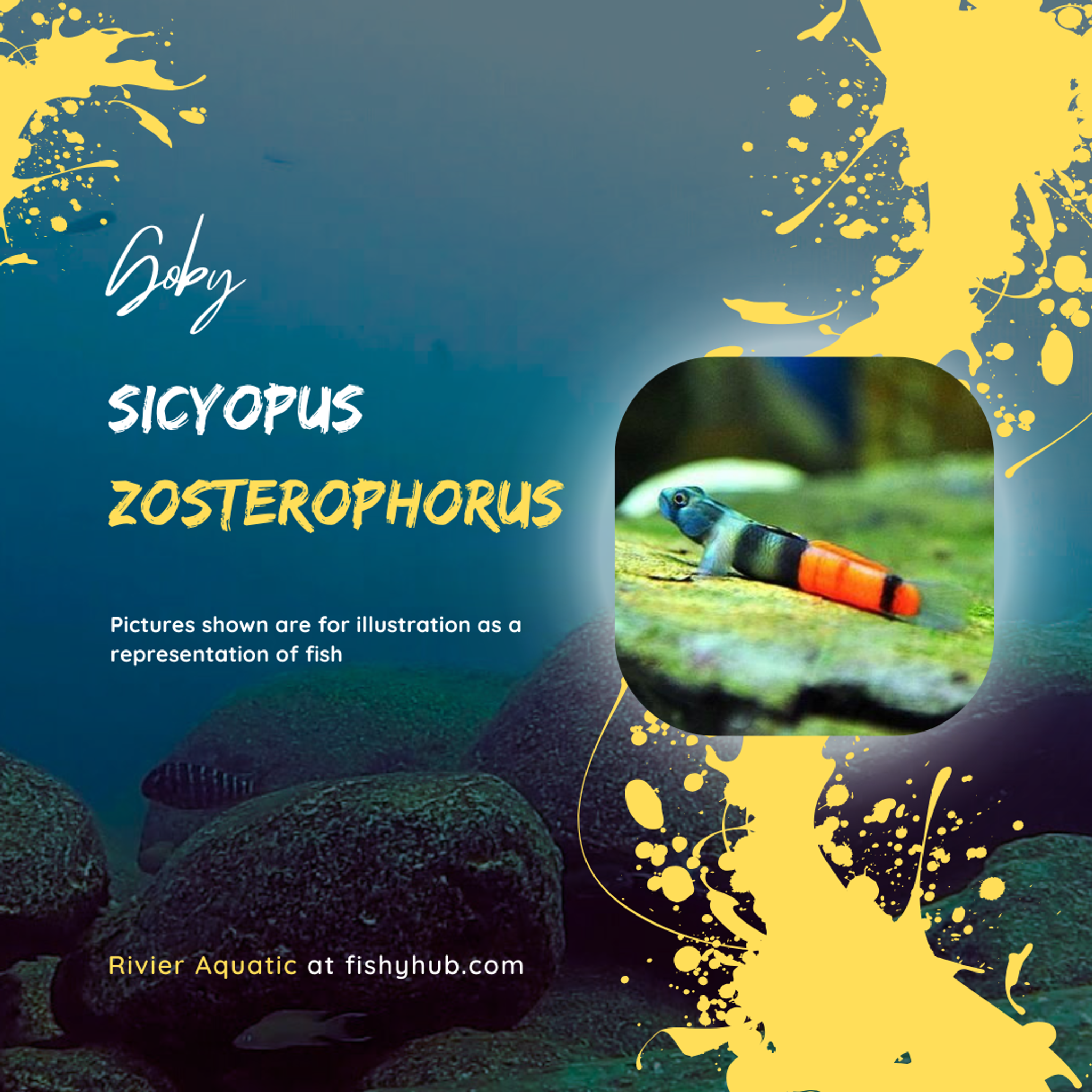 Red Belted Goby (Sicyopus Zosterophorus)