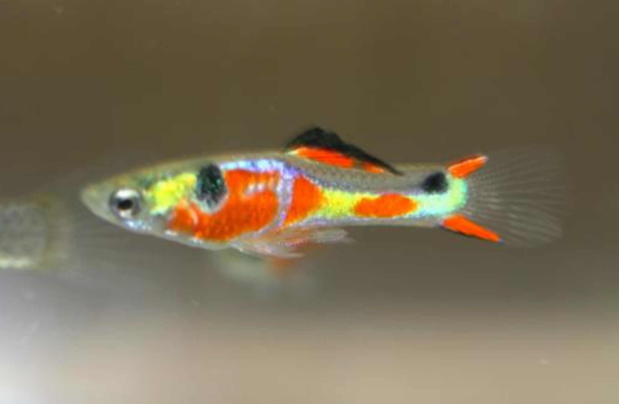 Red Chest Endler Guppy