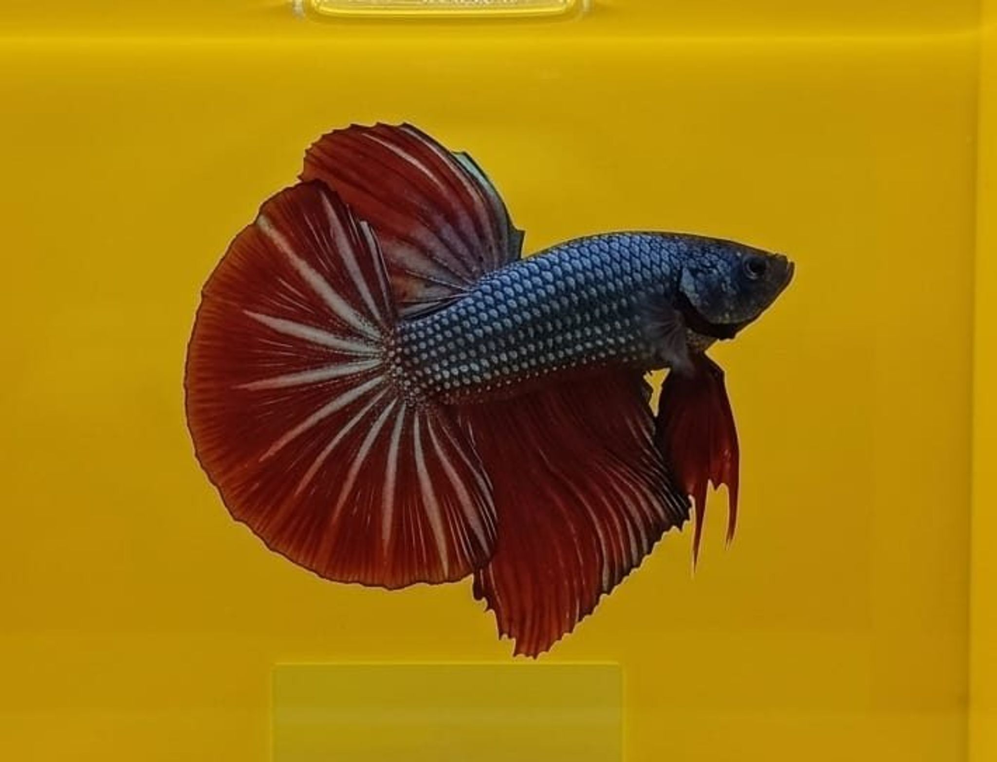 Red Copper Overtail Giant Betta (Male)