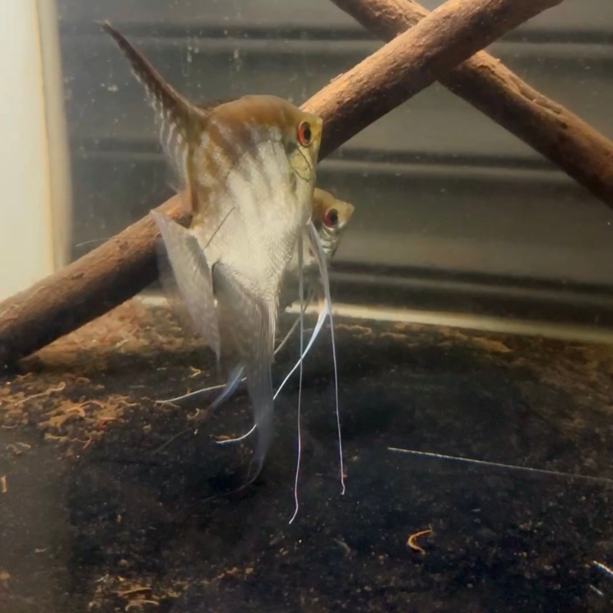 Red Coral Angelfish (Pair)