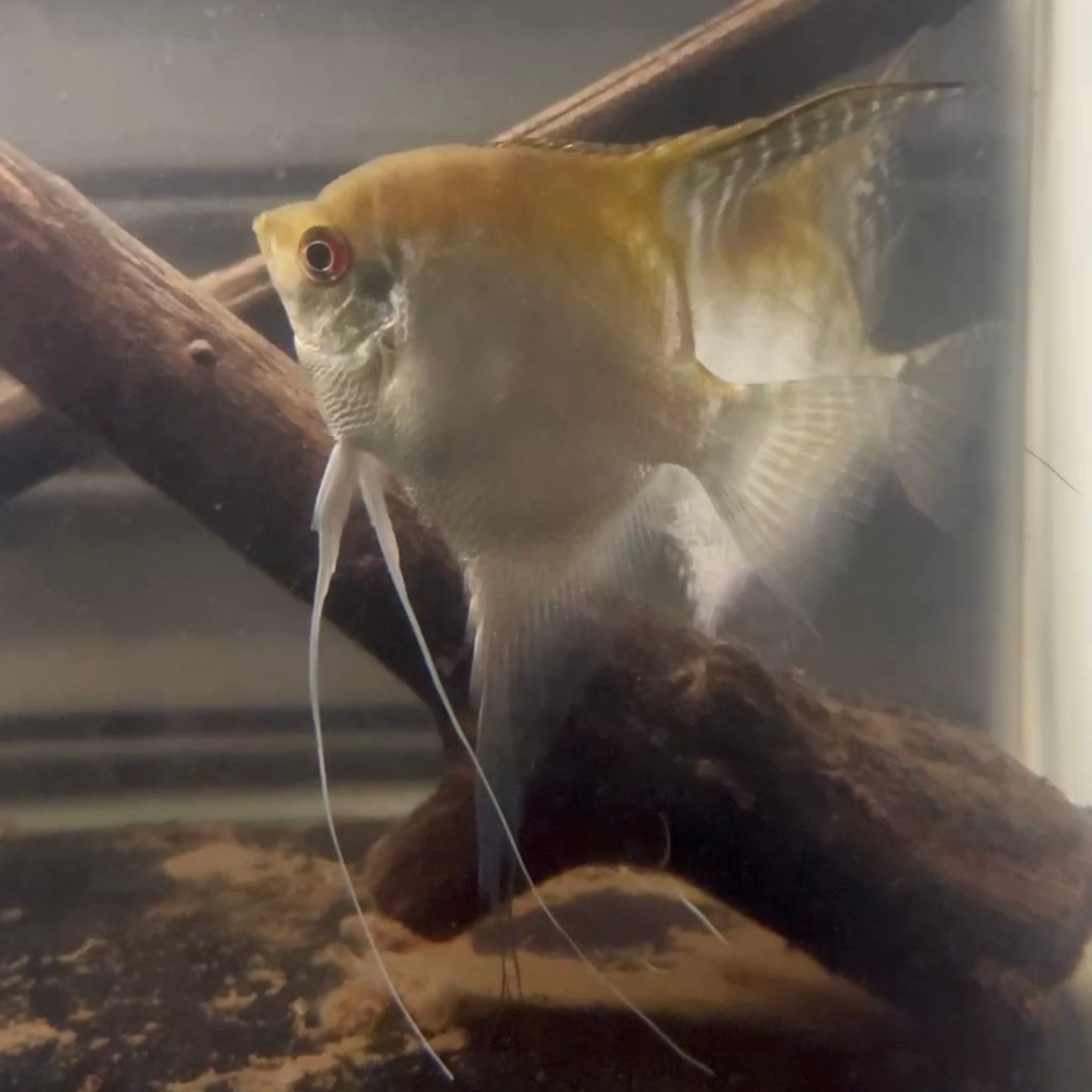 Red Coral Angelfish (Pair)