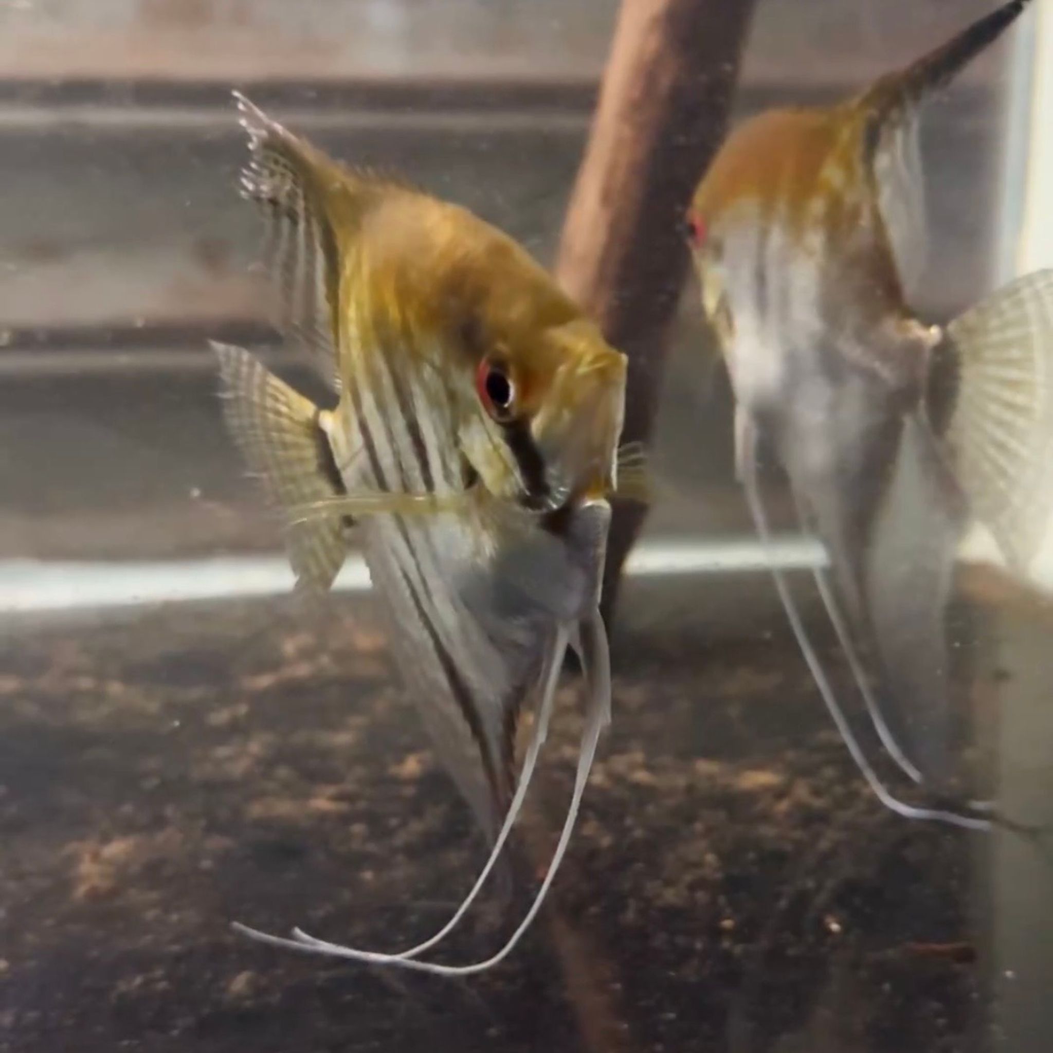 Red Coral Angelfish (Pair)
