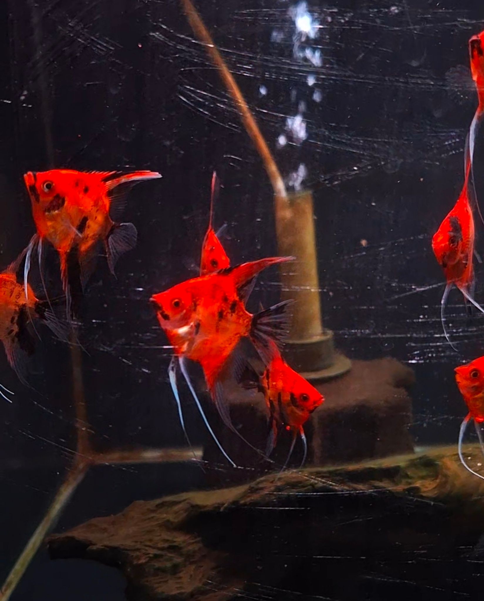 Red Devil Angelfish